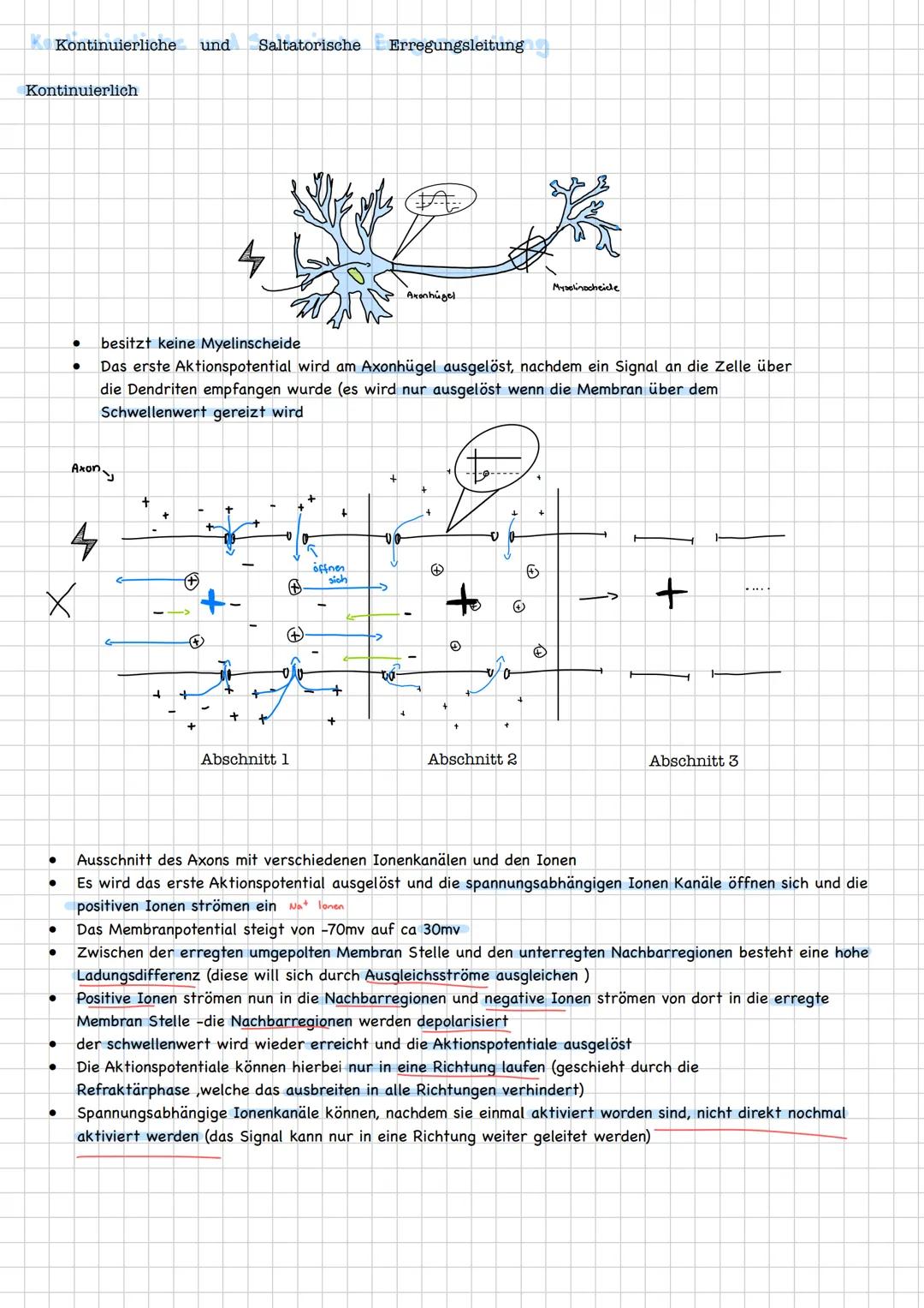 neuron
(Nervenzellen)
Qufbau/Funution
Aufgaben
-übermitteln Informationen von den Sinneszellen an
das Zentrale Nervensystem
integrieren und