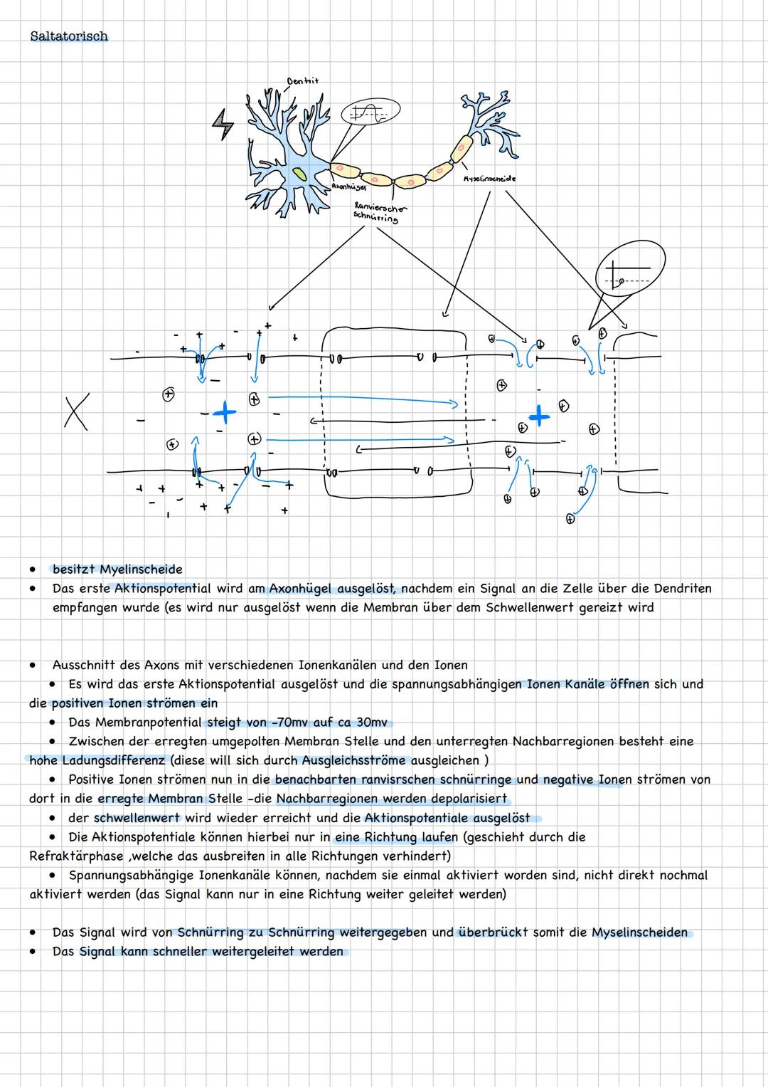 neuron
(Nervenzellen)
Qufbau/Funution
Aufgaben
-übermitteln Informationen von den Sinneszellen an
das Zentrale Nervensystem
integrieren und