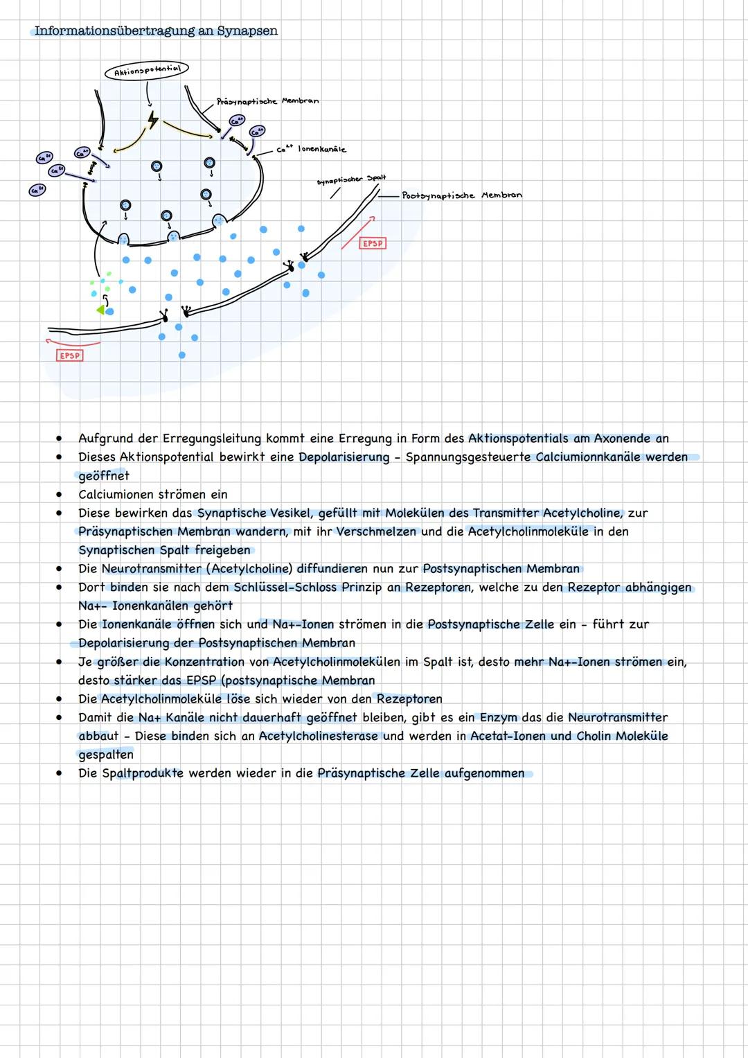 neuron
(Nervenzellen)
Qufbau/Funution
Aufgaben
-übermitteln Informationen von den Sinneszellen an
das Zentrale Nervensystem
integrieren und