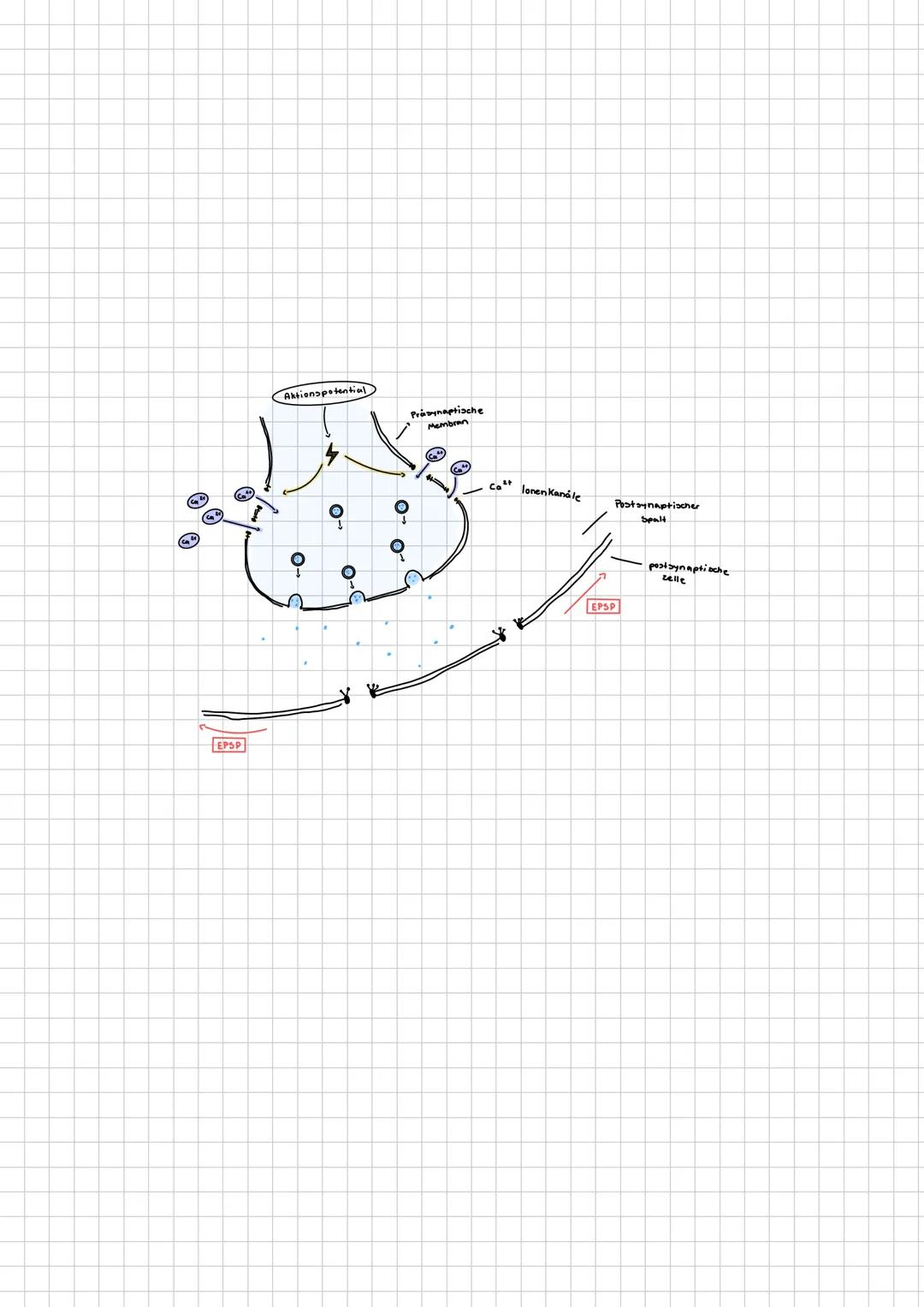 neuron
(Nervenzellen)
Qufbau/Funution
Aufgaben
-übermitteln Informationen von den Sinneszellen an
das Zentrale Nervensystem
integrieren und
