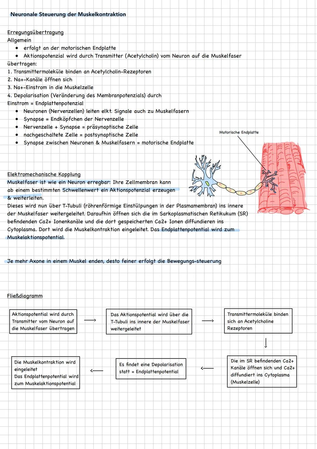 neuron
(Nervenzellen)
Qufbau/Funution
Aufgaben
-übermitteln Informationen von den Sinneszellen an
das Zentrale Nervensystem
integrieren und