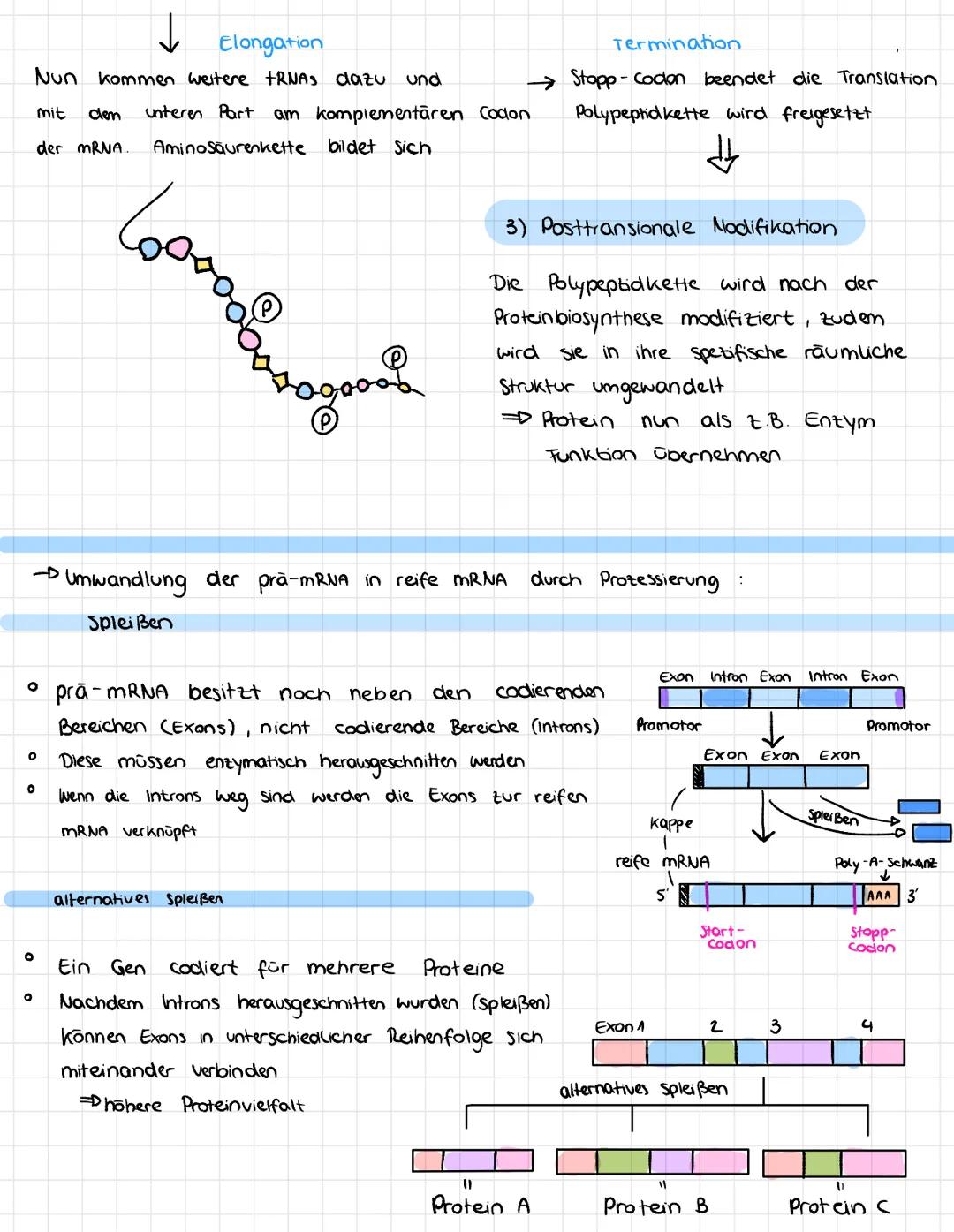 Protein biosynthese
kermenbran
Nukleus
Eukaryoten
LD Proteinbiosynthese ist der grundlegenste
biologischer Vorgang
→ Komplexer Ablauf, jedoc