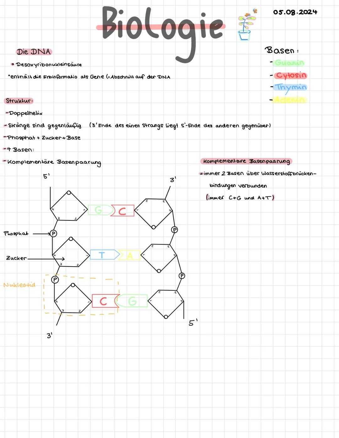 # Biologie
Die DNA
• Desoxyribonukleinsäure
"enthält die Erbinformatio als Gene (Abschnitt auf der DNA
05.08.2024
Basen:
- Guanin
- C
