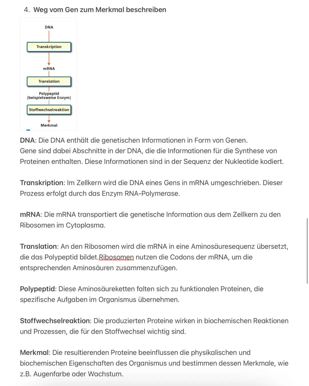 # Bio Lernzettel S
1. Aufbau der DNA fachlich korrekt beschreiben
- Die Desoxyribonucleinsäure (DNA) ist ein Molekül, das sich aus Polynuk