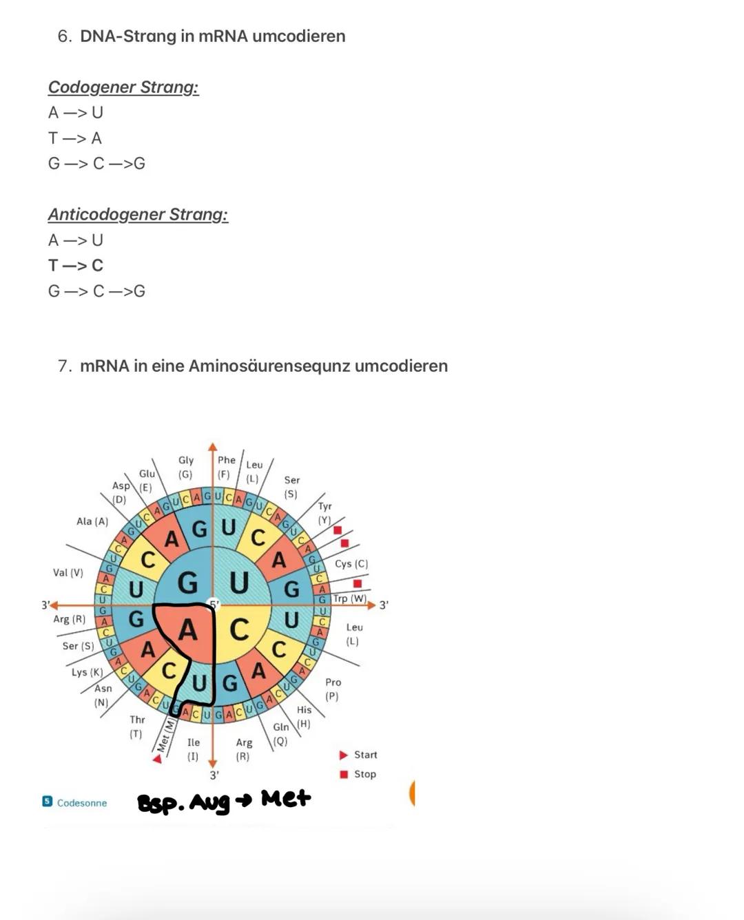 # Bio Lernzettel S
1. Aufbau der DNA fachlich korrekt beschreiben
- Die Desoxyribonucleinsäure (DNA) ist ein Molekül, das sich aus Polynuk