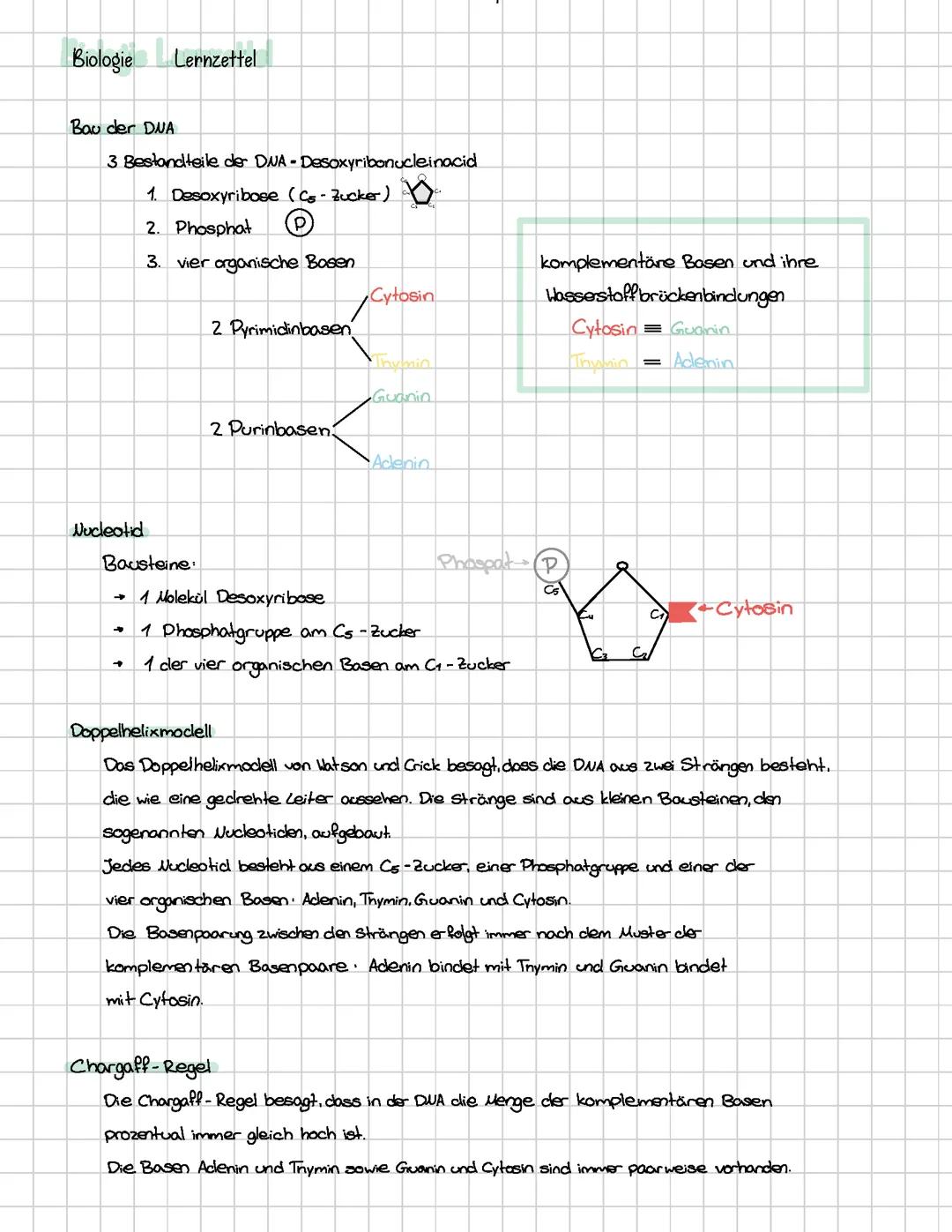 Lernzettel zu Bau der DNA