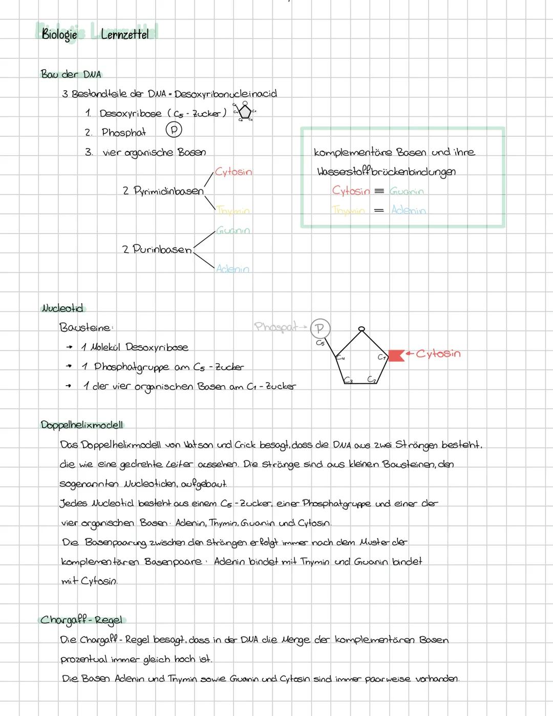 Biologie
Lernzettel
Bau der DNA
3 Bestandteile der DNA - Desoxyribonucleinacid
1. Desoxyribose (Cs - Zucker)
2. Phosphat P
3. vier organisch