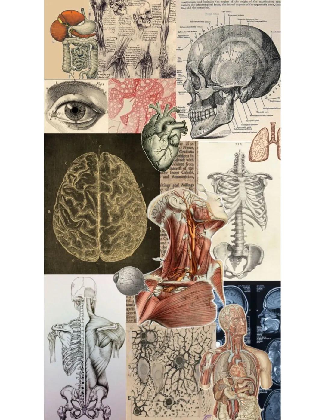 Einführung in die Medizin - Gesundheit