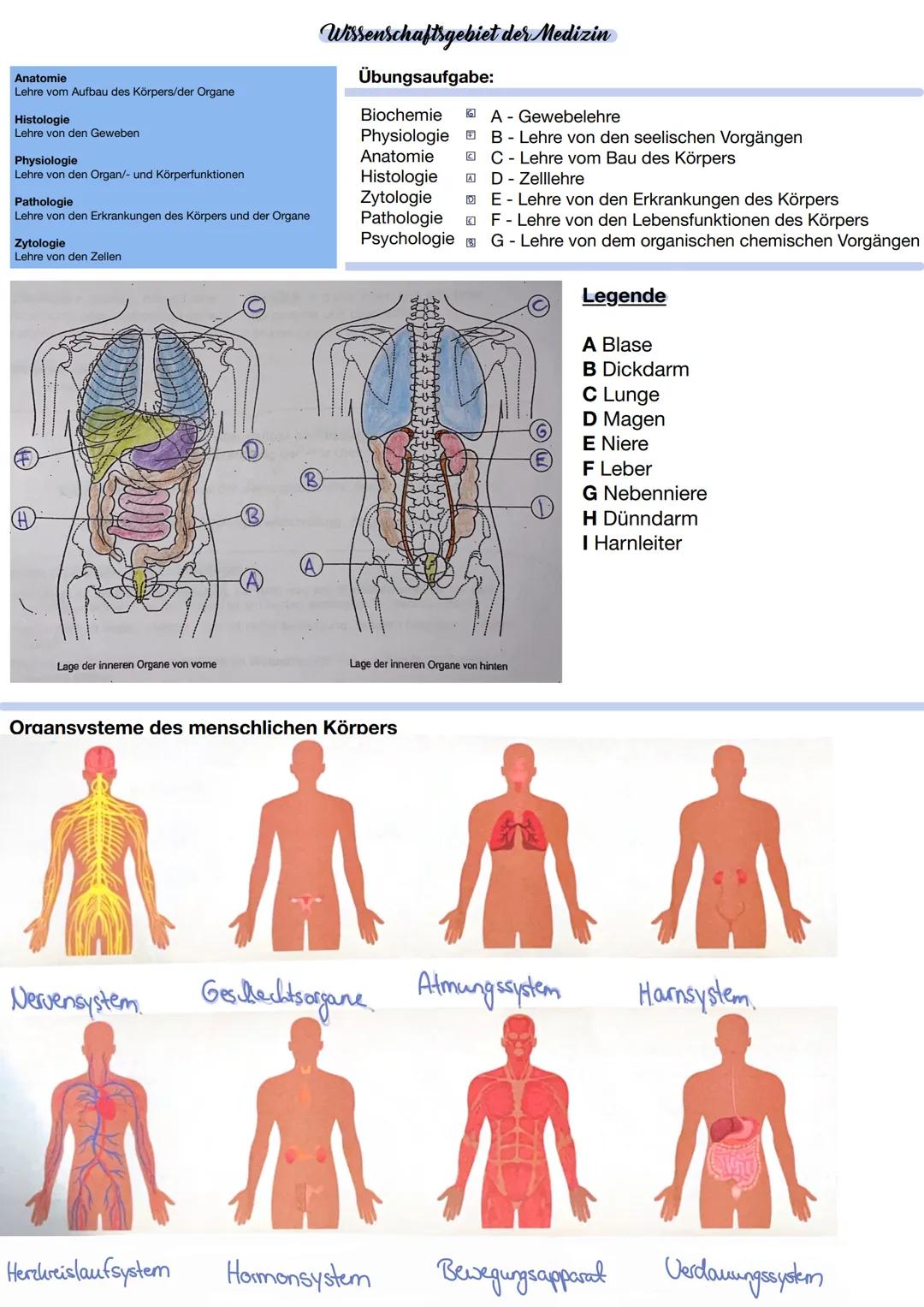 gnifi
aknefs
ilitate
hemfe
mastication and includes the region of the origin of the masticatory
namely the infratemporal fossa, the lateral