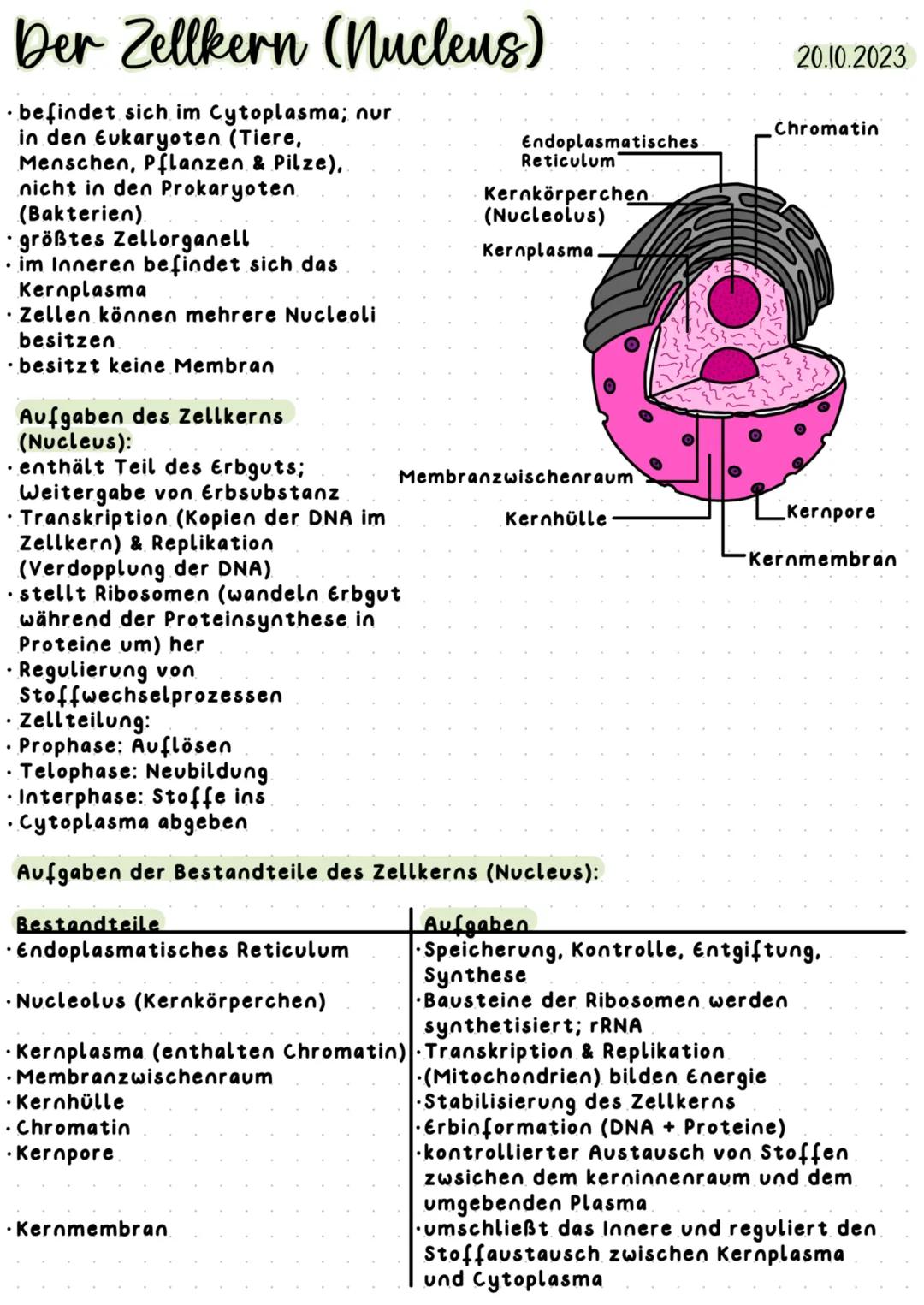 Der Zellkern (nucleus)
⚫ befindet sich im Cytoplasma; nur
in den Eukaryoten (Tiere,
Menschen, Pflanzen & Pilze),
nicht in den Prokaryoten
(B