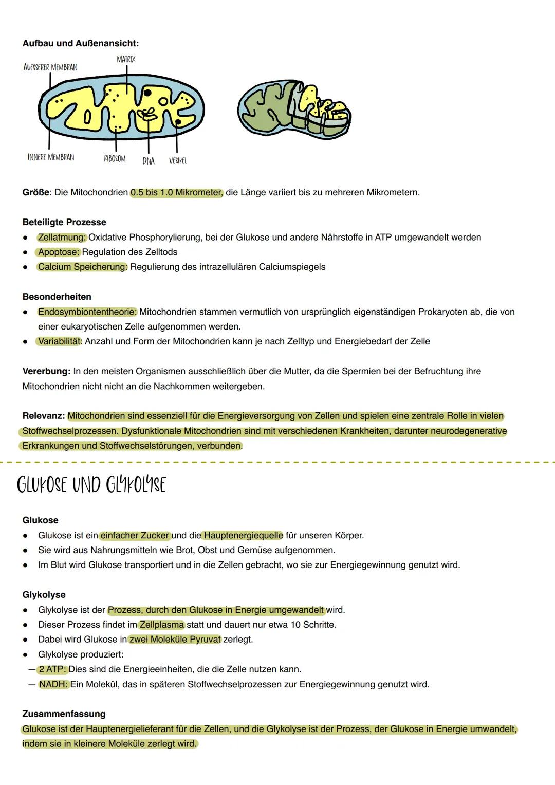 BIOLOGIE LERNZETTEL
THEMEN: ENZYME, KATABOLISMUS UND ANABOLISMUS, ATP, MEMBRANAUFBAU/BIOMEMBRAN, ZELLPLASMA, MITOCHONDRIEN, GLYKOLYSE/GLUKOS