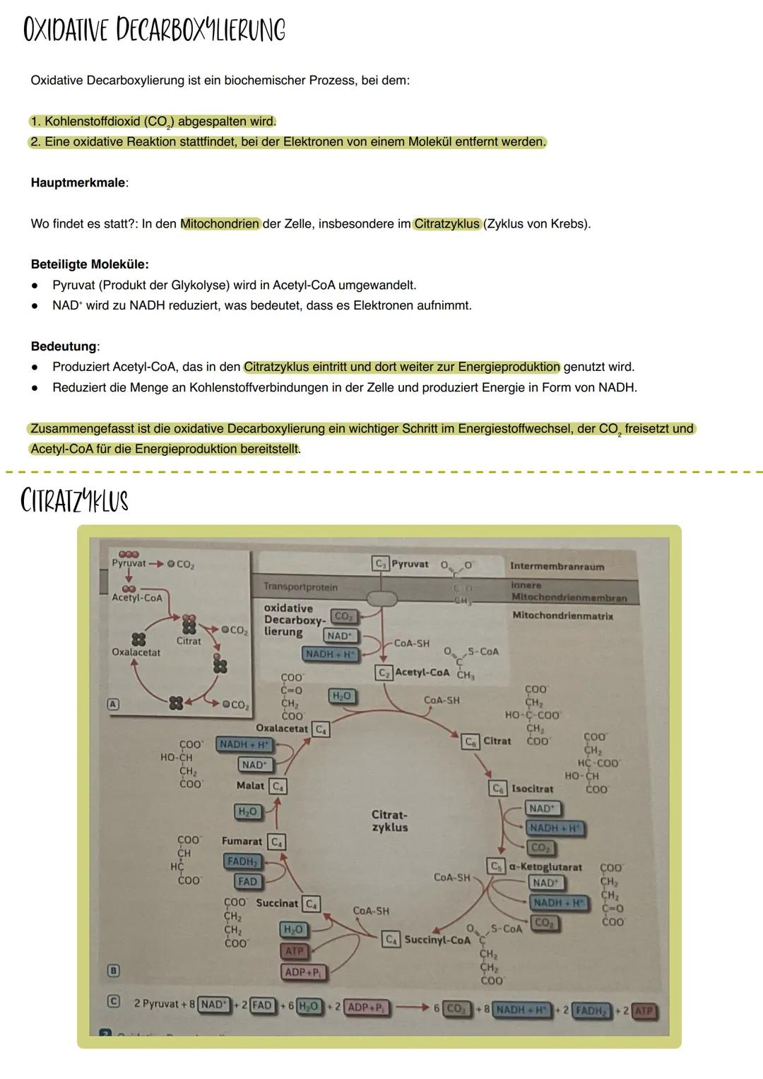 BIOLOGIE LERNZETTEL
THEMEN: ENZYME, KATABOLISMUS UND ANABOLISMUS, ATP, MEMBRANAUFBAU/BIOMEMBRAN, ZELLPLASMA, MITOCHONDRIEN, GLYKOLYSE/GLUKOS