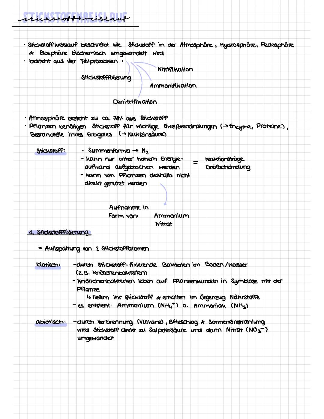 Stickstoffkreislauf