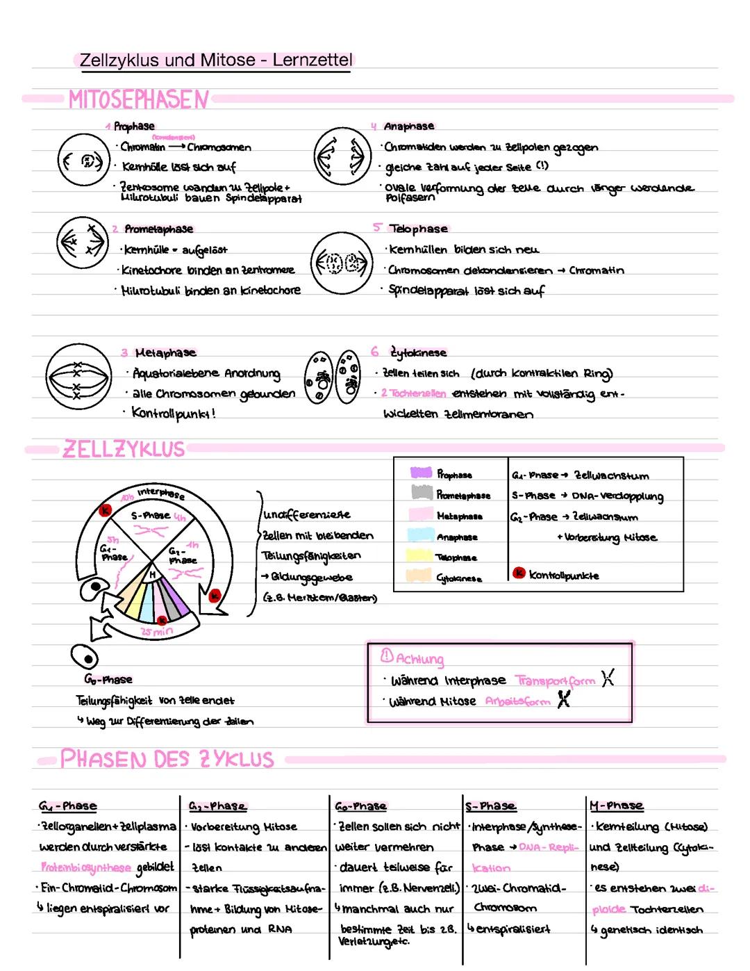 Zellzyklus + Mitose (Biologie Oberstufe)