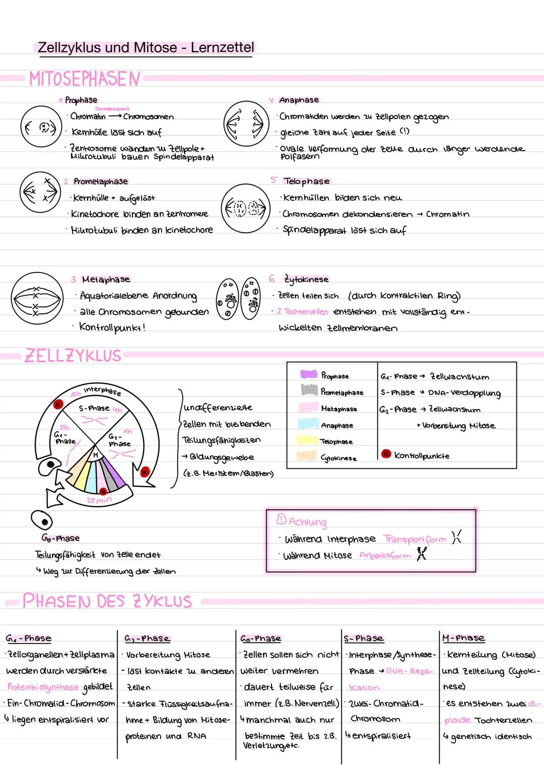 Zellzyklus und Mitose - Lernzettel
MITOSEPHASEN
Prophase
(kondensiert)
Chromatin Chromosomen
Kernhülle läst sich auf
Zenkosome wanden zu Zel