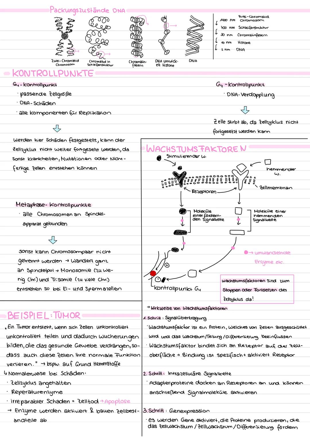 Zellzyklus und Mitose - Lernzettel
MITOSEPHASEN
Prophase
(kondensiert)
Chromatin Chromosomen
Kernhülle läst sich auf
Zenkosome wanden zu Zel