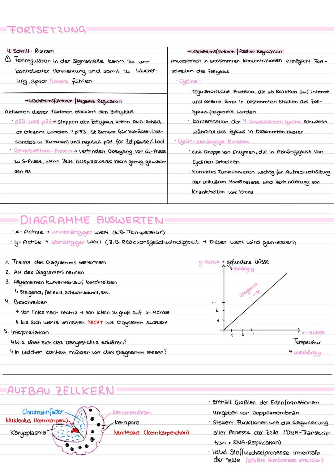 Zellzyklus und Mitose - Lernzettel
MITOSEPHASEN
Prophase
(kondensiert)
Chromatin Chromosomen
Kernhülle läst sich auf
Zenkosome wanden zu Zel