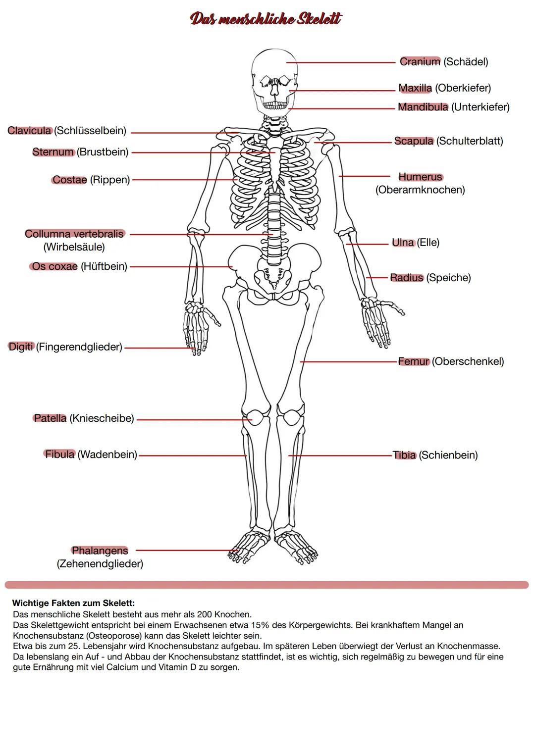 of o
France,
Gracidus
with
evident from
Inter
fecret Cabals,
and Ammunition
ritings and Alings
細 # Das menschliche Skelett
Clavicula (Schlü