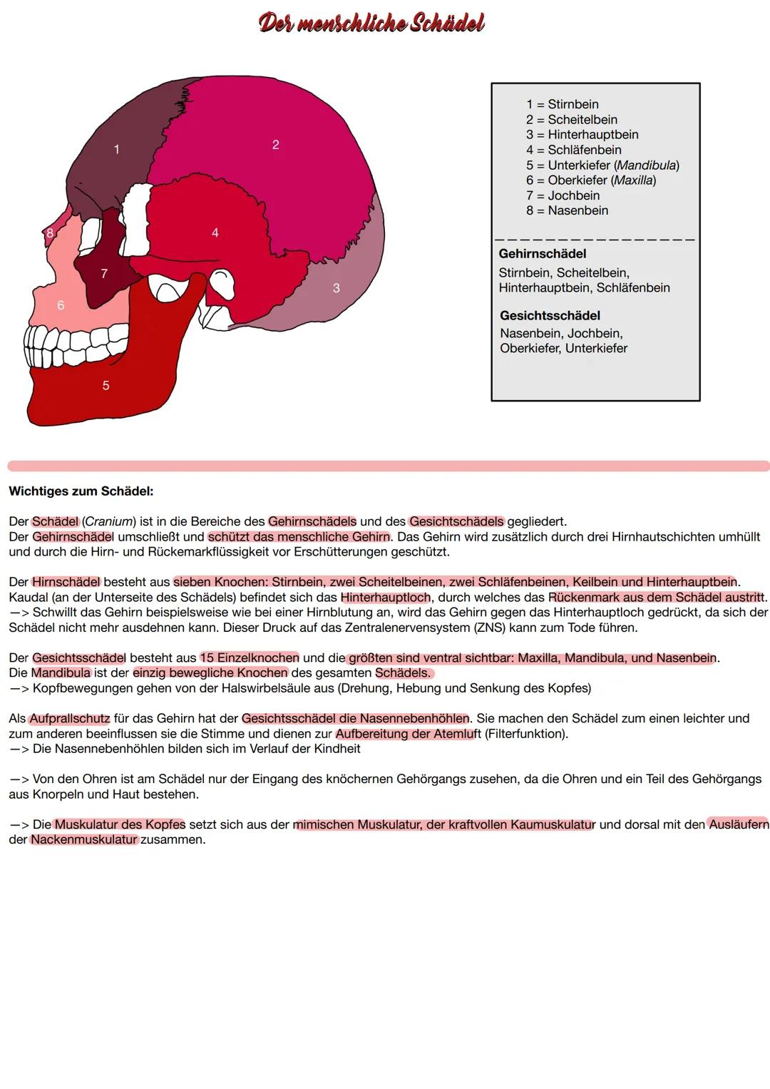 of o
France,
Gracidus
with
evident from
Inter
fecret Cabals,
and Ammunition
ritings and Alings
細 # Das menschliche Skelett
Clavicula (Schlü