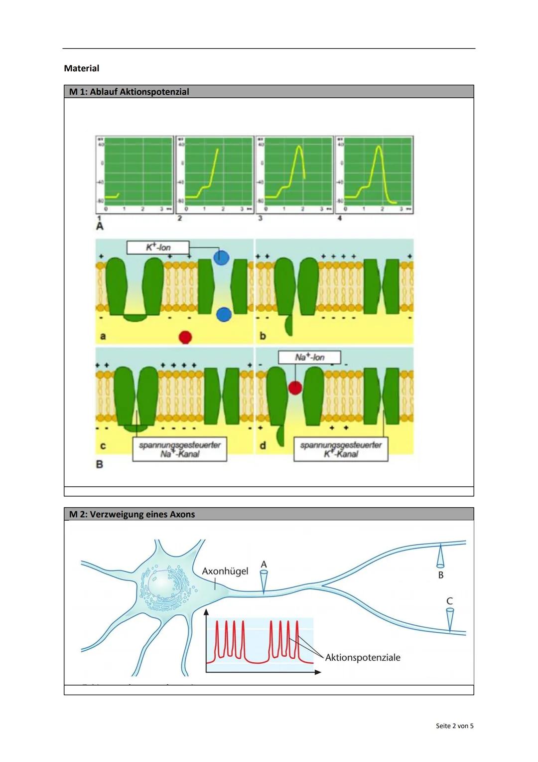 Name:
Notenpunkte:
Klausur Biologie - Kurs 11
Thema: Neurobiologie
Datum: 09. März 2018
Unterschrift: Duderstadt, den
Aufgabe
1
2
3
4
5
Σ
er
