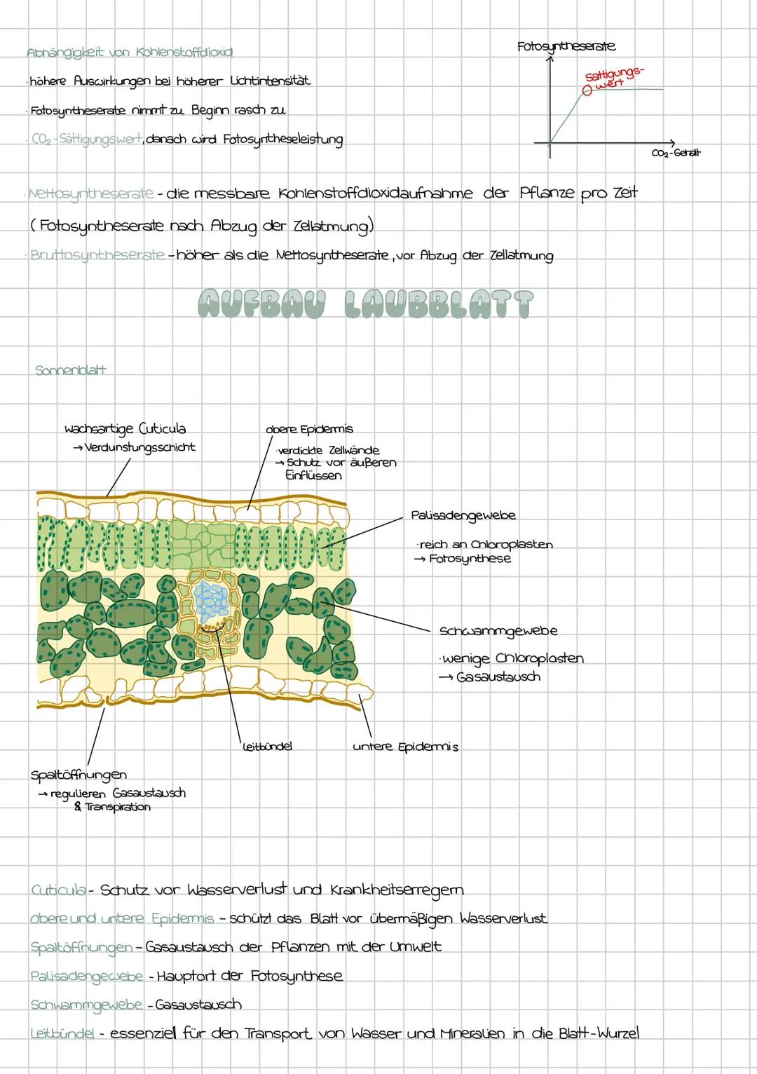 # FOTOSYNTHESE
Biologie GK Klausur
Bedeutung der Fotosynthese
Freisetzung des
Sauerstoffs
Deckung des Nährungs-
und Energiebedarfs
Voraus