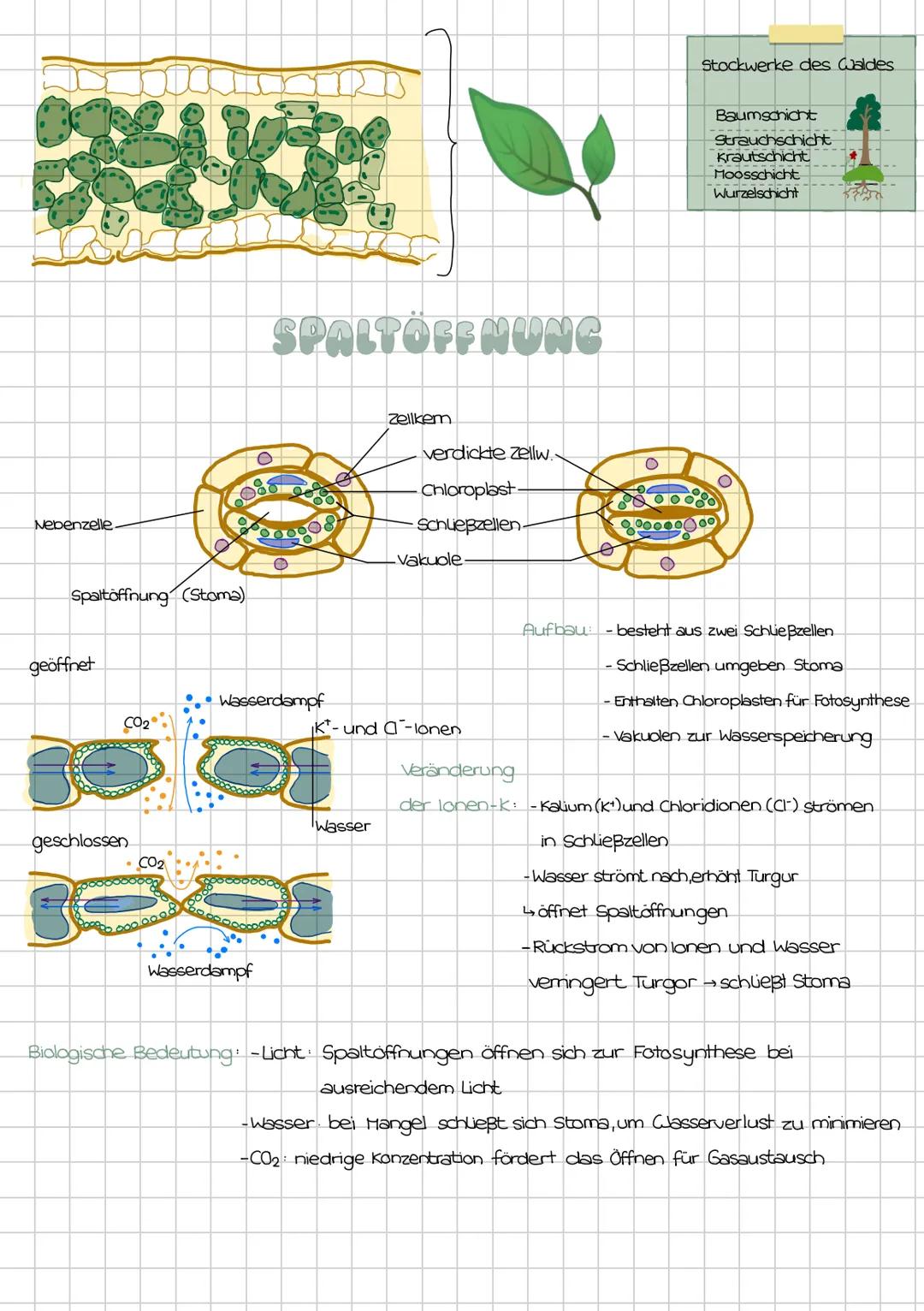 # FOTOSYNTHESE
Biologie GK Klausur
Bedeutung der Fotosynthese
Freisetzung des
Sauerstoffs
Deckung des Nährungs-
und Energiebedarfs
Voraus