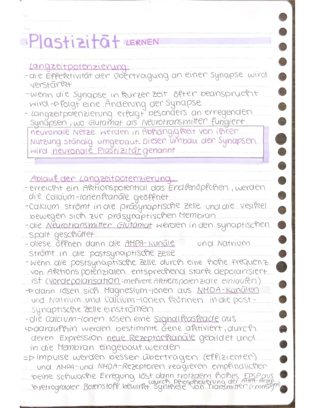 Plastizitāt LERNEN
Langzeitpotenzierung:
-die Effektivität der übertragung an einer synapse wird
verstärkt
-wenn die Synapse in kurzer zeit
