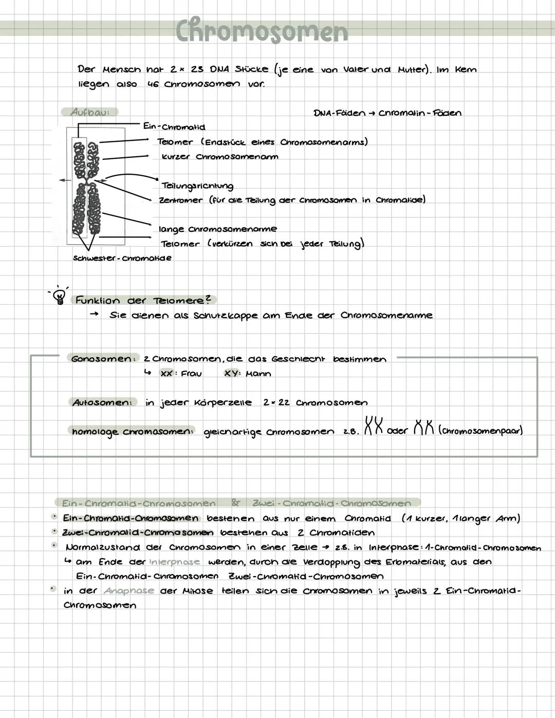 Zellteilung (Mitose & Meiose; Chromosomen)