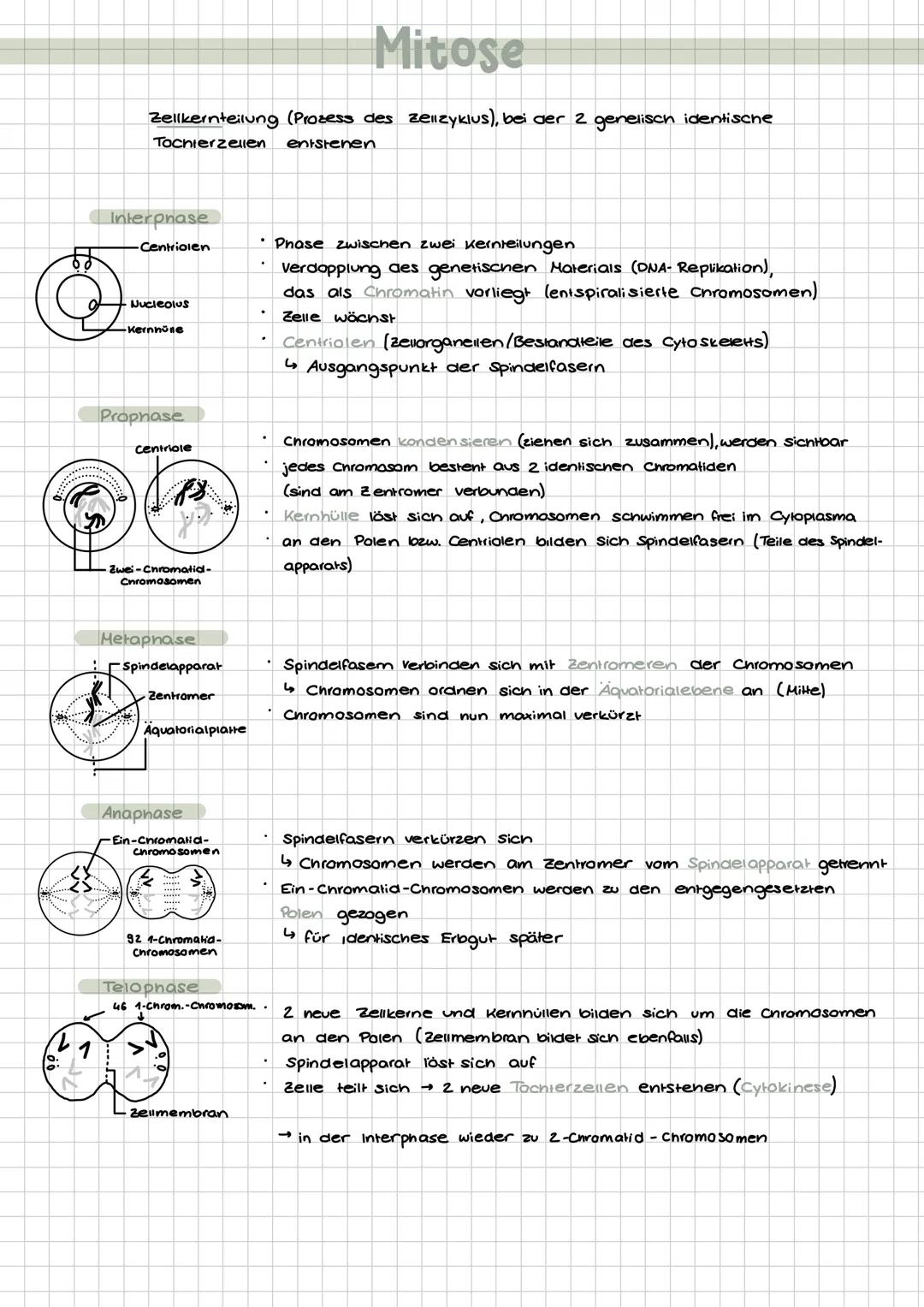 # Chromosomen
Der Mensch hat 2x 23 DNA Stücke
(je
eine von Vater und Mutter). Im kem
liegen also 46 Chromosomen vor.
Aufbau:
DNA-Fäden ch