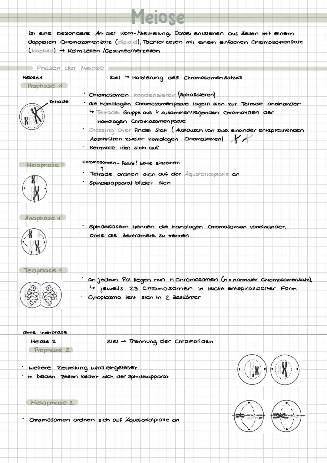 # Chromosomen
Der Mensch hat 2x 23 DNA Stücke
(je
eine von Vater und Mutter). Im kem
liegen also 46 Chromosomen vor.
Aufbau:
DNA-Fäden ch