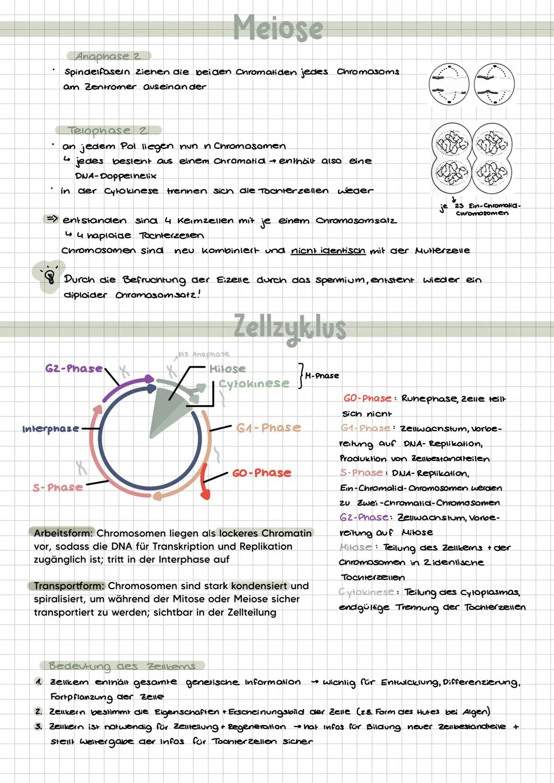 # Chromosomen
Der Mensch hat 2x 23 DNA Stücke
(je
eine von Vater und Mutter). Im kem
liegen also 46 Chromosomen vor.
Aufbau:
DNA-Fäden ch