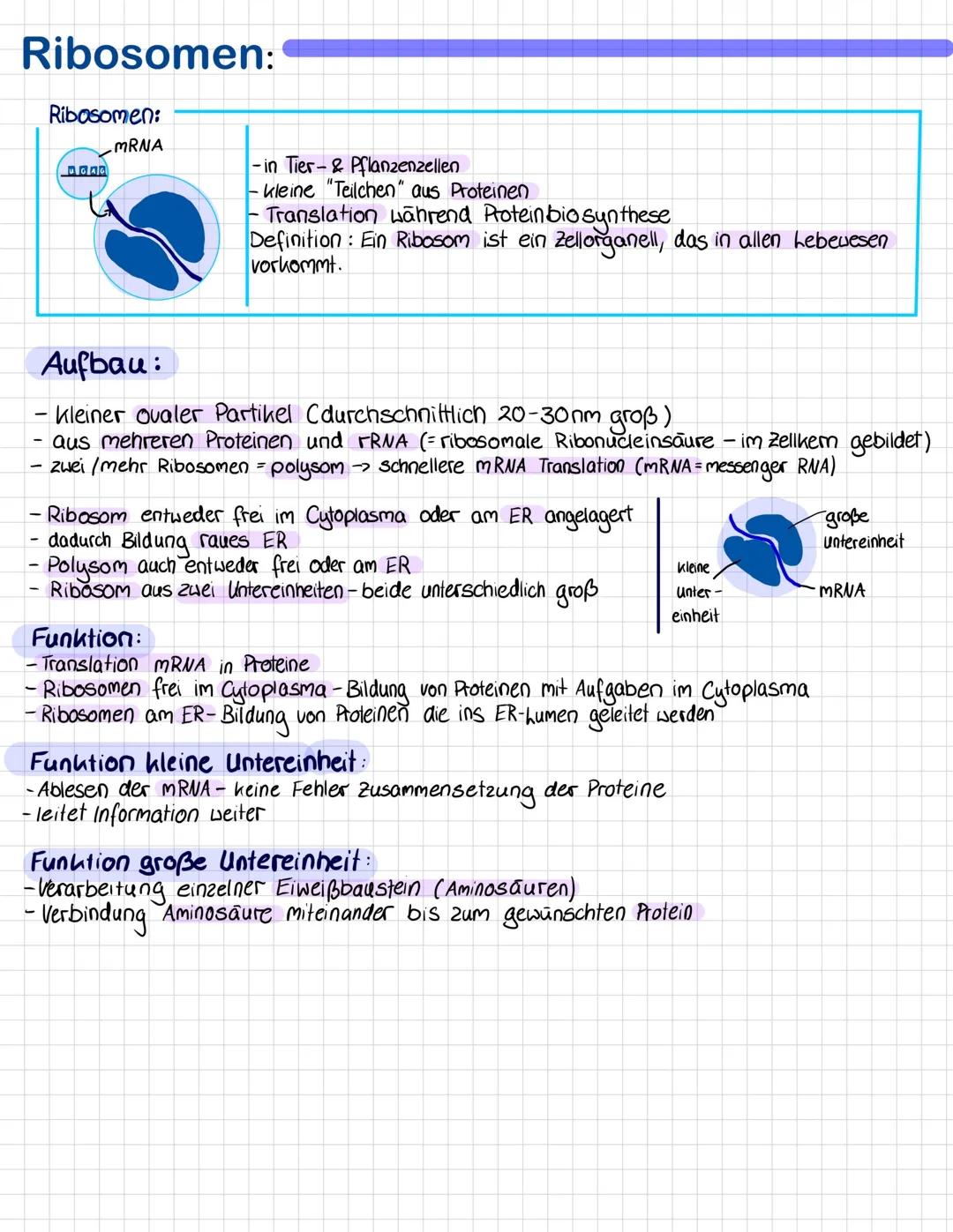 Ribosomen:
Ribosomen:
MRNA
UGAG
-in Tier- & Pflanzenzellen
- kleine "Teilchen" aus Proteinen
- Translation während Potein biosynthese
Defini