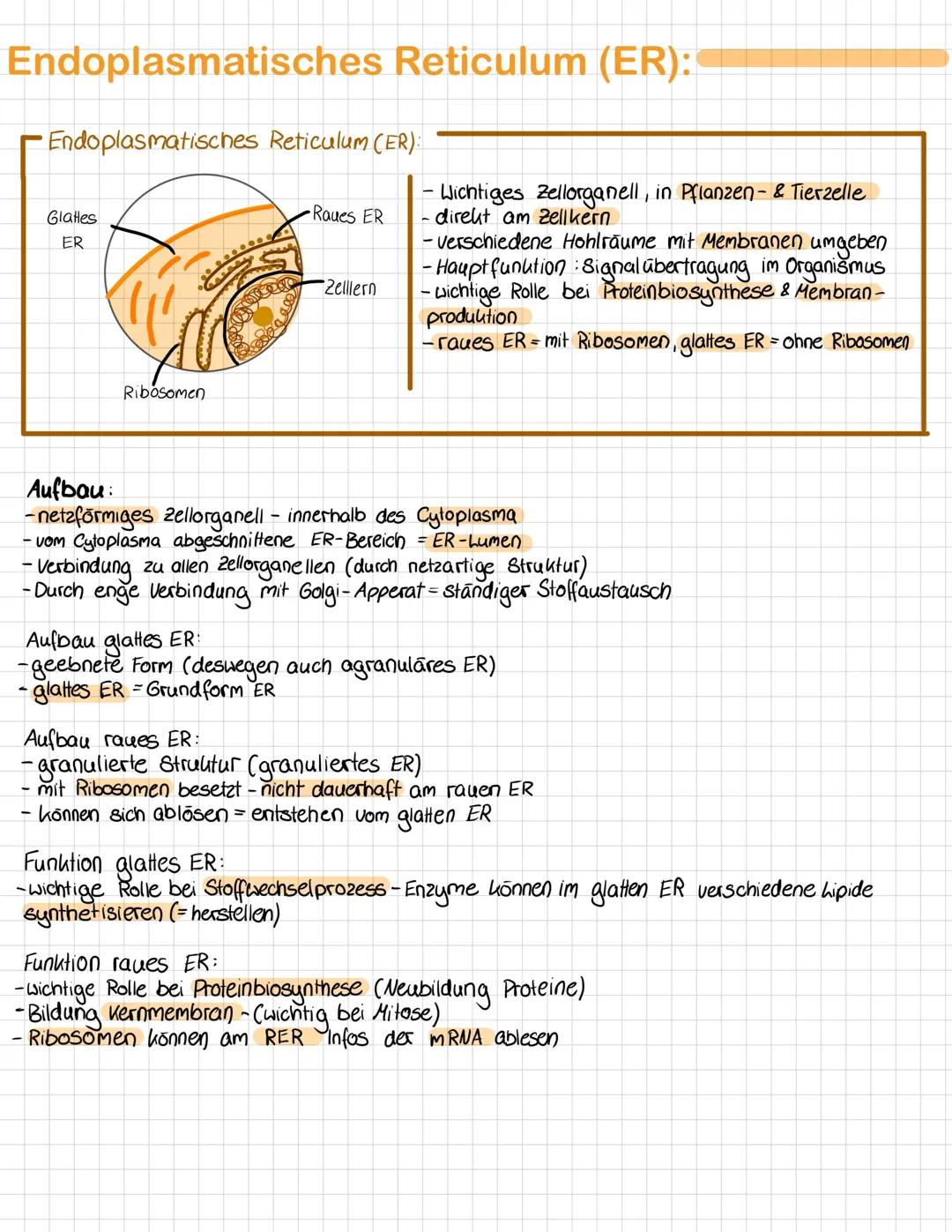# Endoplasmatisches Reticulum (ER):
- Endoplasmatisches Reticulum (ER):
Glattes
ER
Ribosomen
Raues ER
- Wichtiges Zellorganell, in Pfla