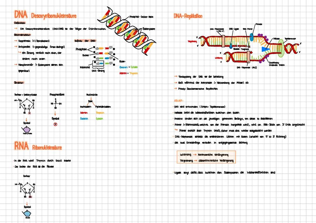 DNA- Desoxyribonukleinsäure