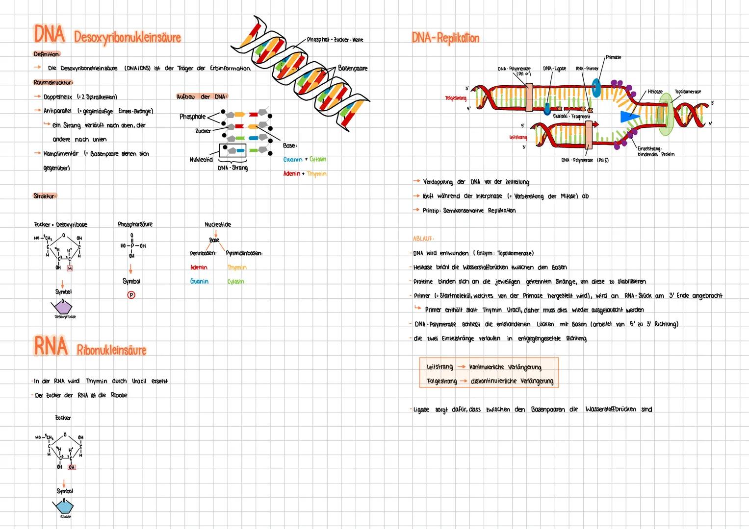 DNA Desoxyribonukleinsäure
Definition:
Die Desoxyribonukleinsäure (DNA/DNS) ist der Träger der Erbinformation.
Raumstrucktur
Doppelhelix (2