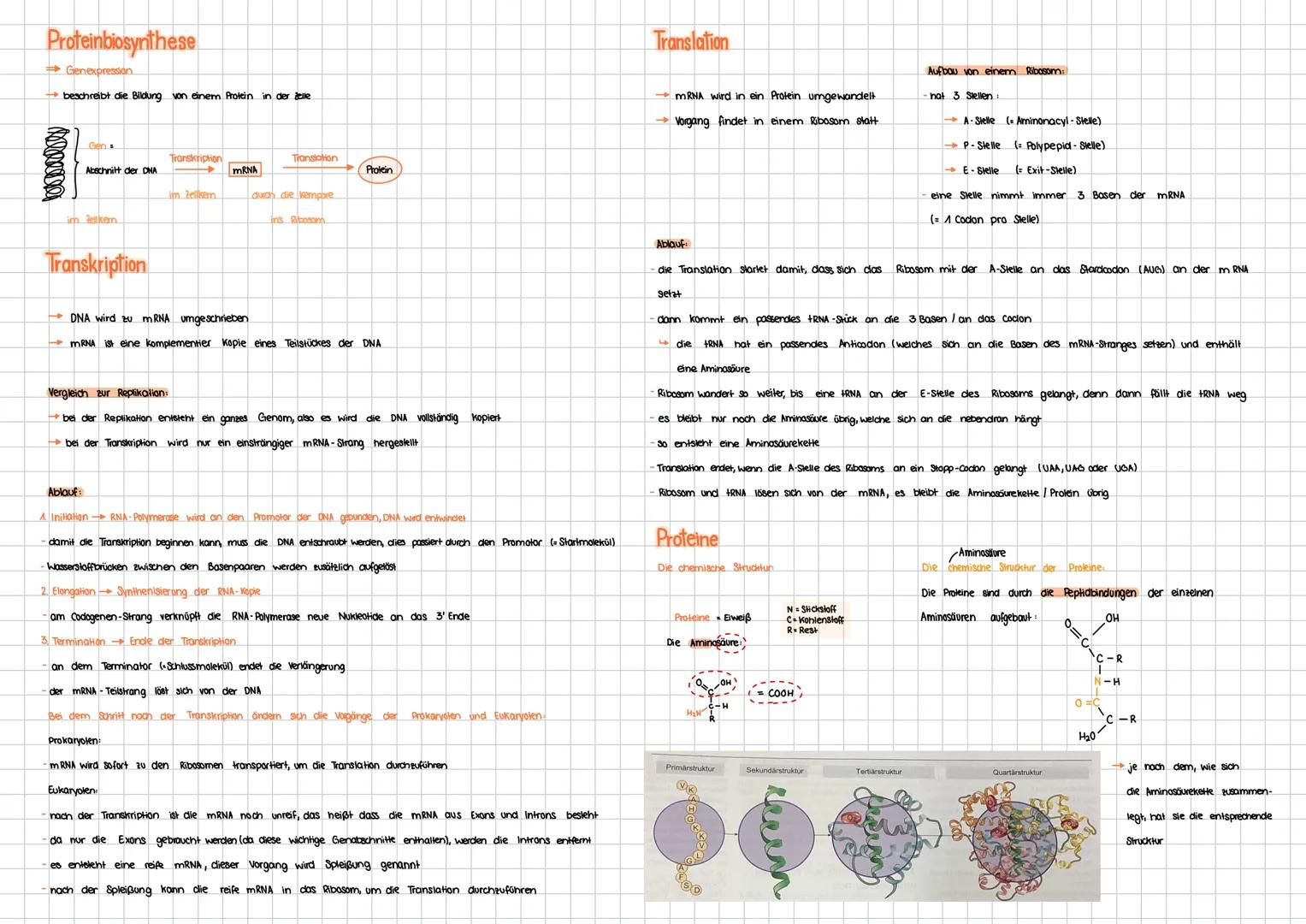 DNA Desoxyribonukleinsäure
Definition:
Die Desoxyribonukleinsäure (DNA/DNS) ist der Träger der Erbinformation.
Raumstrucktur
Doppelhelix (2