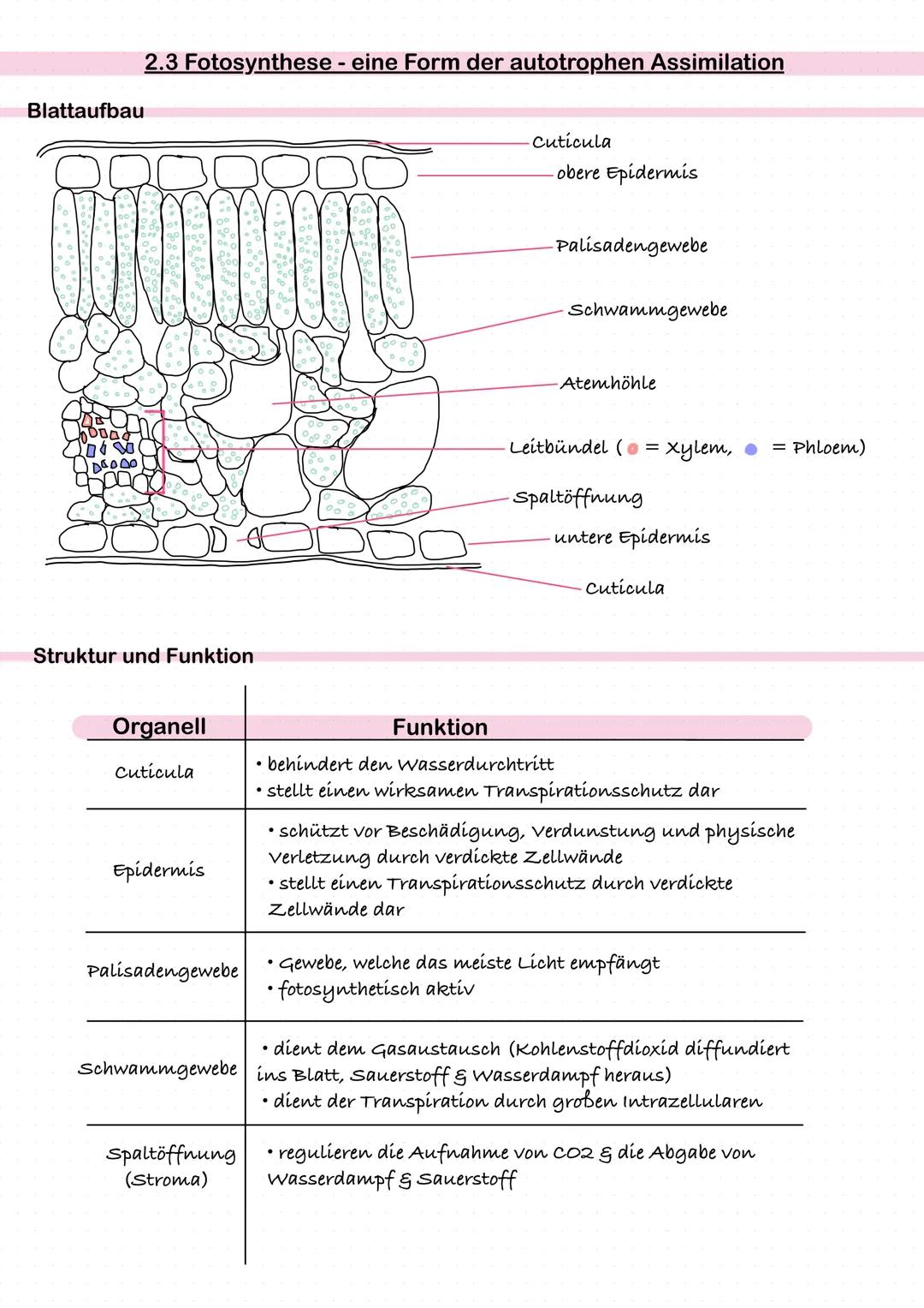 # 2.3 Fotosynthese - eine Form der autotrophen Assimilation
Blattaufbau
Cuticula
-obere Epidermis
Palisadengewebe
Schwammgewebe
Atemhö