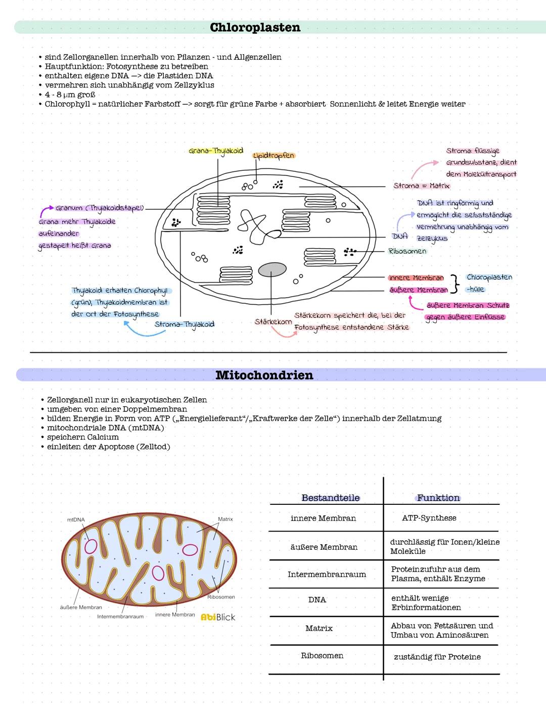Chloroplasten & Mitochondrien