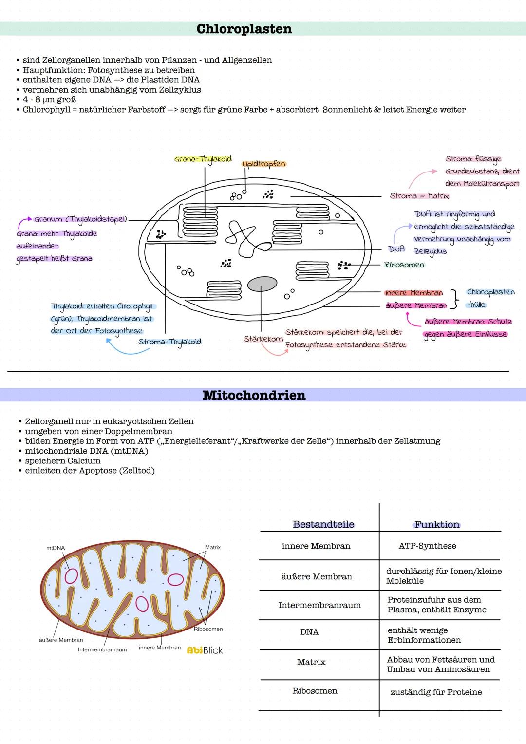 Chloroplasten
⚫ sind Zellorganellen innerhalb von Pflanzen - und Allgenzellen
• Hauptfunktion: Fotosynthese zu betreiben
• enthalten eigene