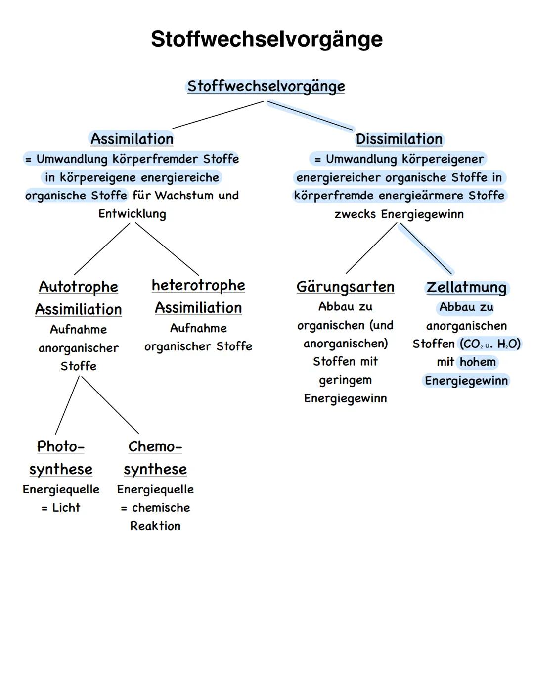 Stoffwechselvorgänge
Stoffwechselvorgänge
Assimilation
= Umwandlung körperfremder Stoffe
in körpereigene energiereiche
organische Stoffe für
