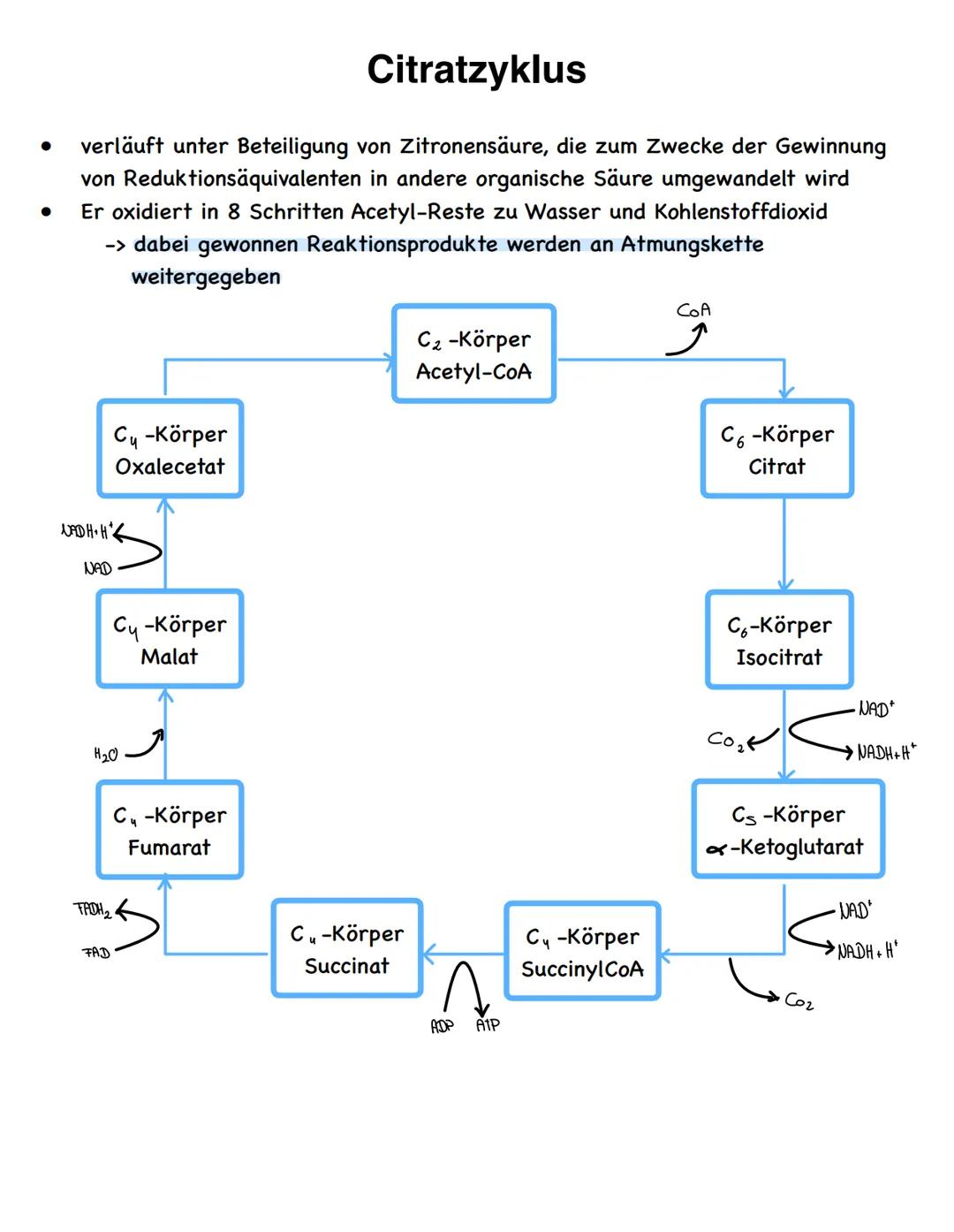 Stoffwechselvorgänge
Stoffwechselvorgänge
Assimilation
= Umwandlung körperfremder Stoffe
in körpereigene energiereiche
organische Stoffe für