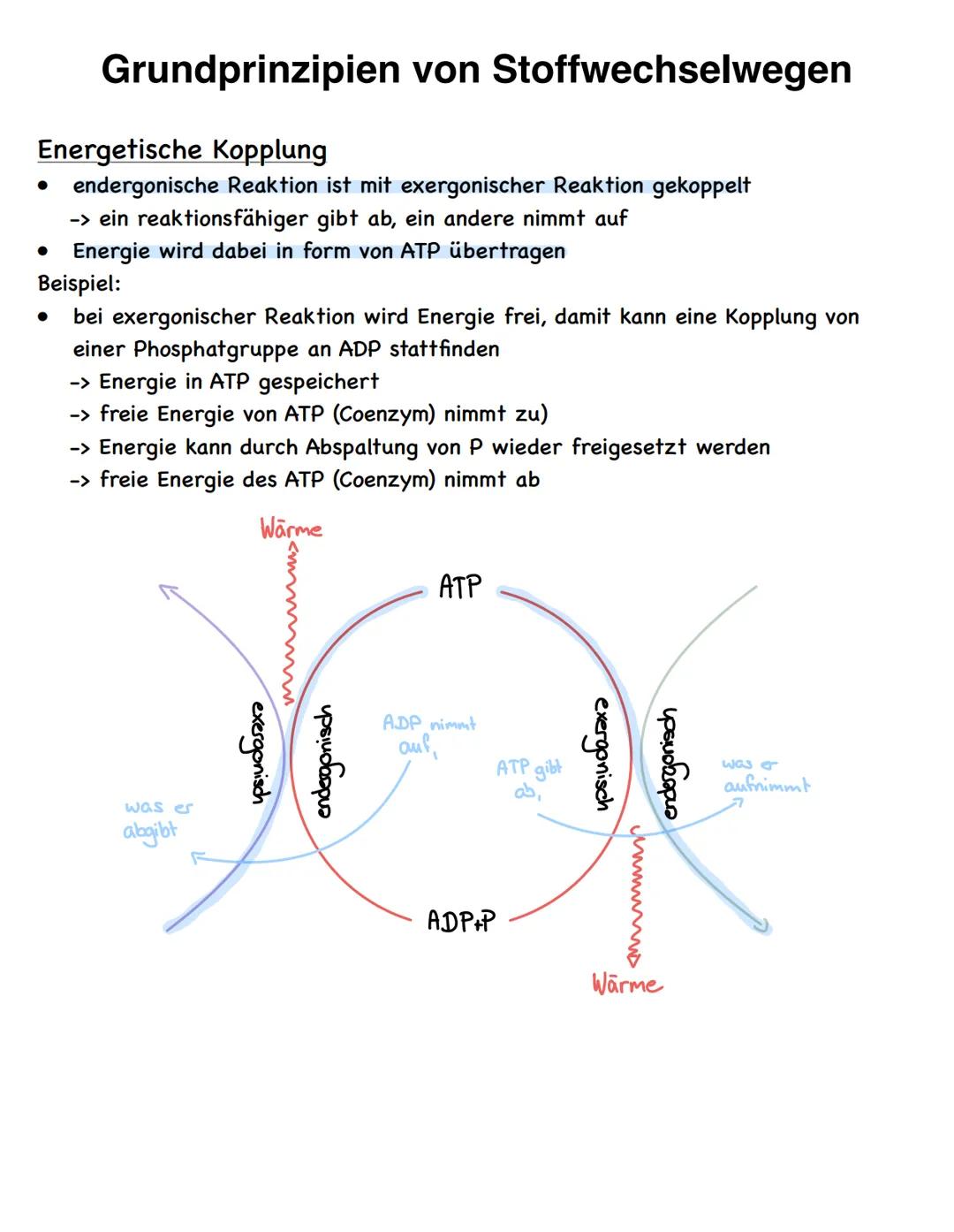 Stoffwechselvorgänge
Stoffwechselvorgänge
Assimilation
= Umwandlung körperfremder Stoffe
in körpereigene energiereiche
organische Stoffe für