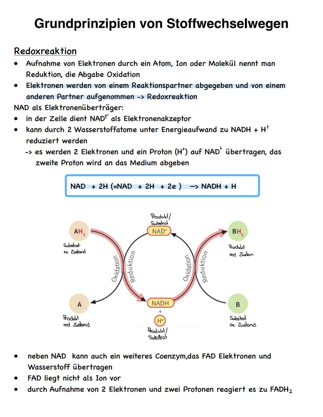 Stoffwechselvorgänge
Stoffwechselvorgänge
Assimilation
= Umwandlung körperfremder Stoffe
in körpereigene energiereiche
organische Stoffe für