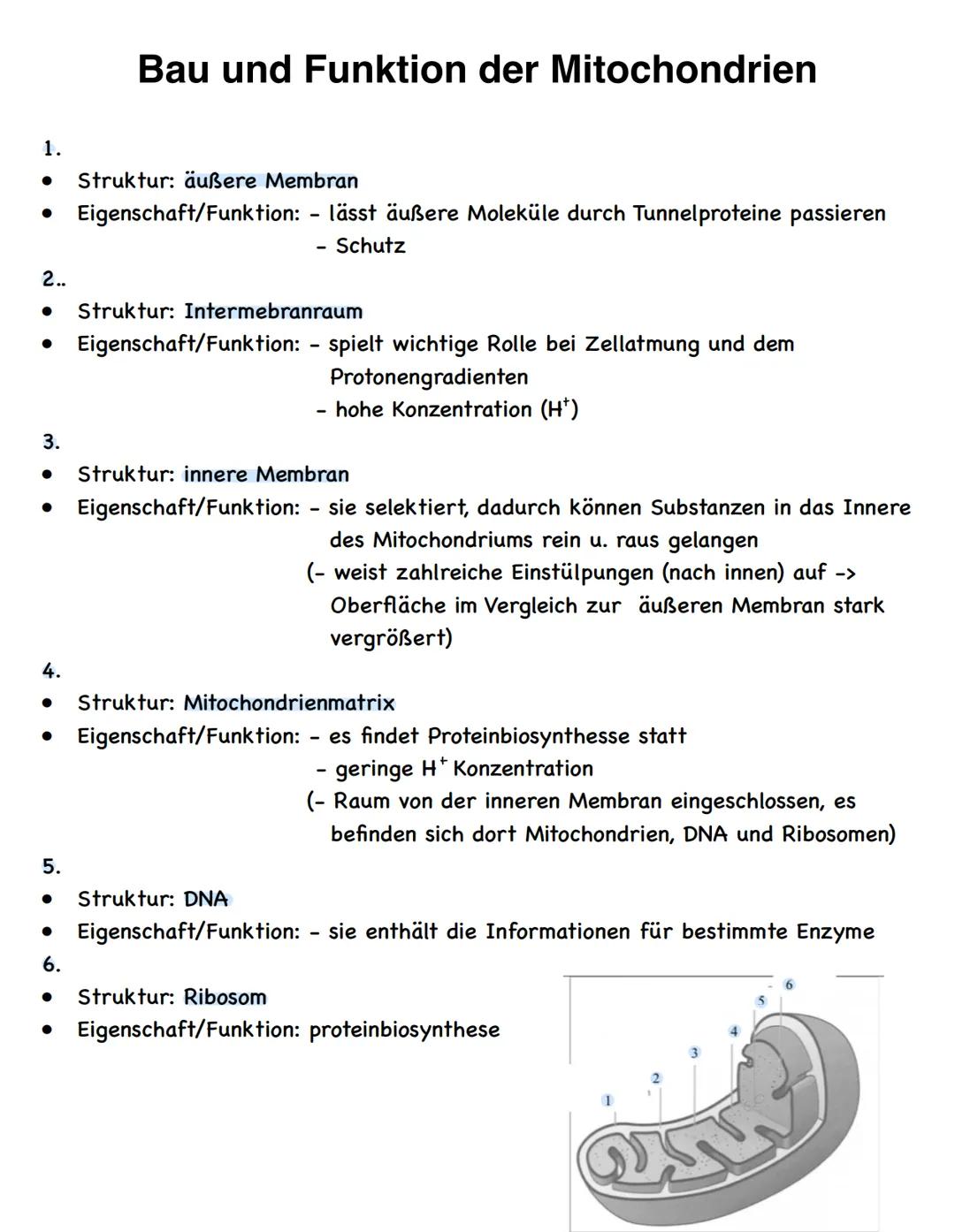 Stoffwechselvorgänge
Stoffwechselvorgänge
Assimilation
= Umwandlung körperfremder Stoffe
in körpereigene energiereiche
organische Stoffe für