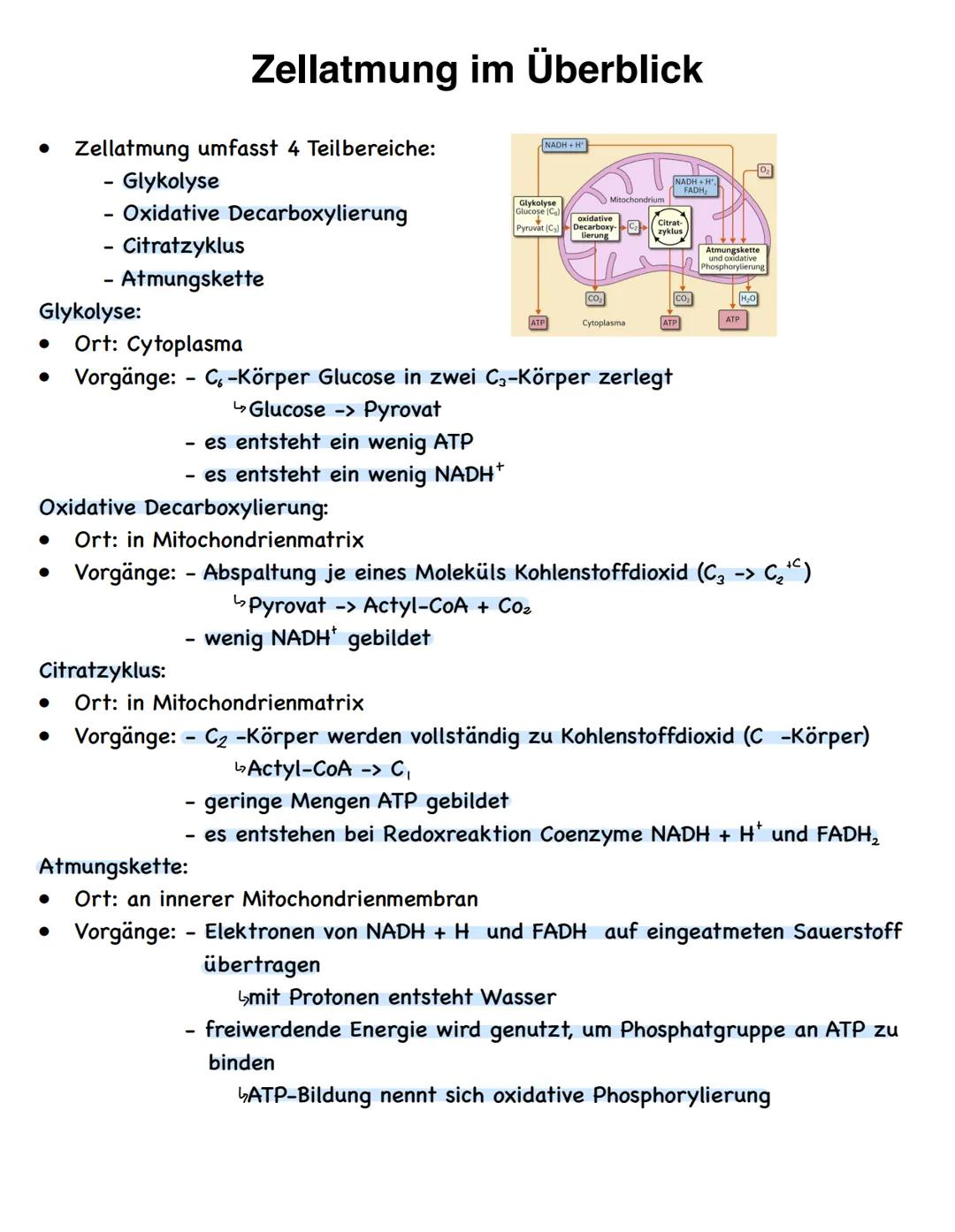 Stoffwechselvorgänge
Stoffwechselvorgänge
Assimilation
= Umwandlung körperfremder Stoffe
in körpereigene energiereiche
organische Stoffe für