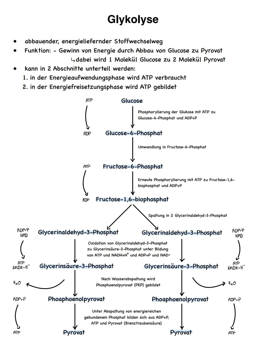 Stoffwechselvorgänge
Stoffwechselvorgänge
Assimilation
= Umwandlung körperfremder Stoffe
in körpereigene energiereiche
organische Stoffe für