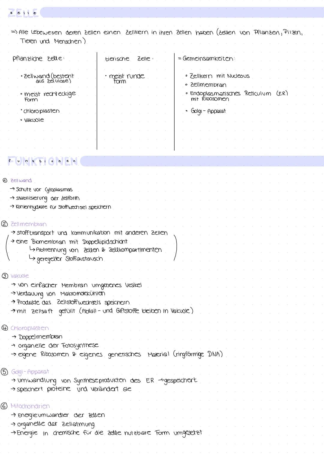 Eukaryotische zelic
ne
Was sind Eukaryotische Zellen?
→ haben einen kern, der die DNA enthält
→ haben viele Organellen (zellorganelle/kleine