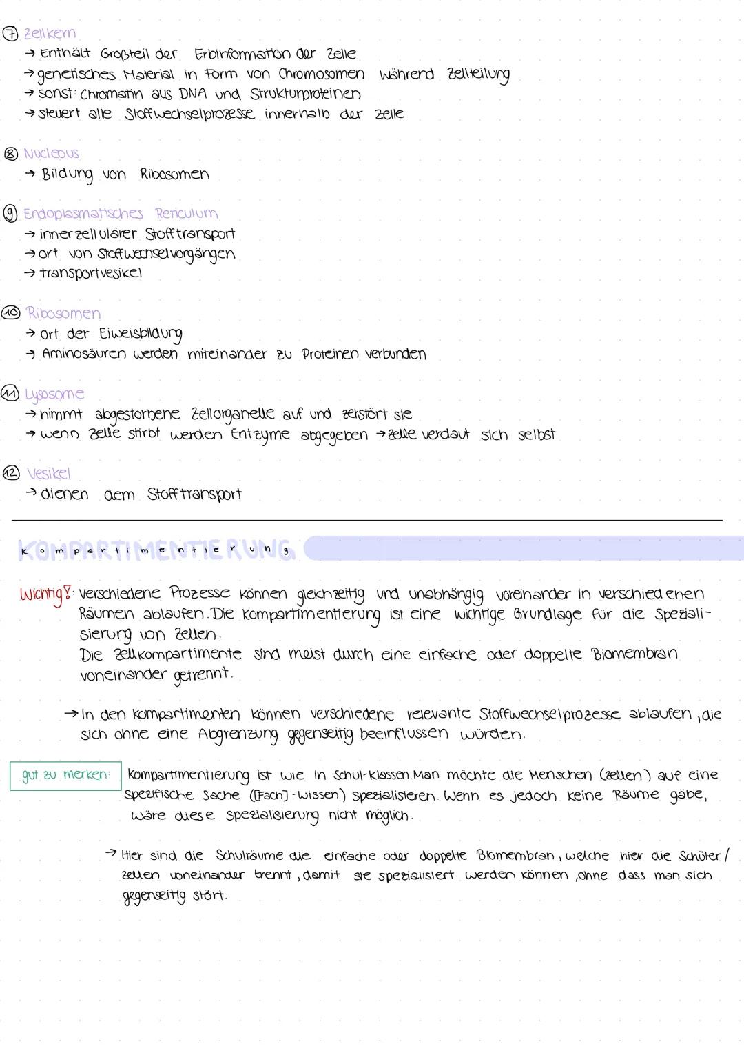 Eukaryotische zelic
ne
Was sind Eukaryotische Zellen?
→ haben einen kern, der die DNA enthält
→ haben viele Organellen (zellorganelle/kleine