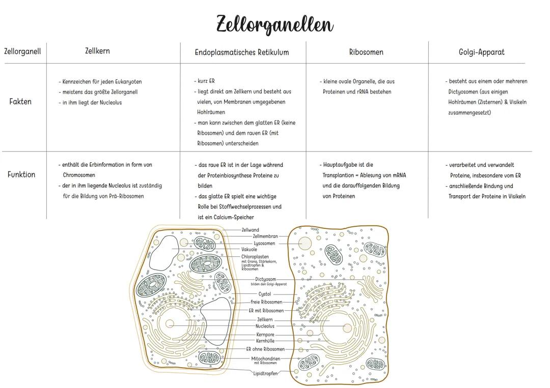 Zellorganellen