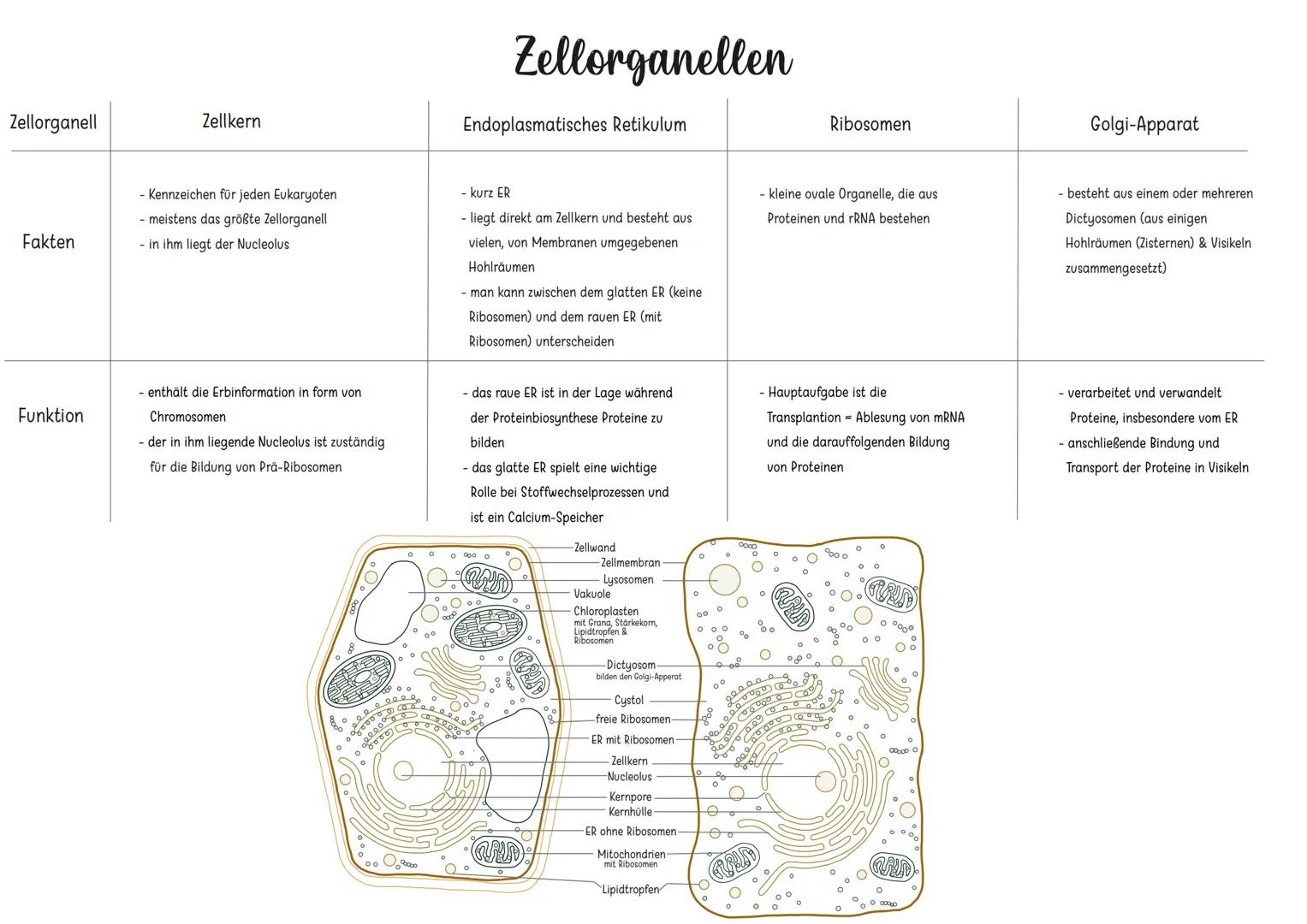 Zellorganell
Fakten
Funktion
Zellkern
Zellorganellen
Endoplasmatisches Retikulum
Ribosomen
Golgi-Apparat
- Kennzeichen für jeden Euk